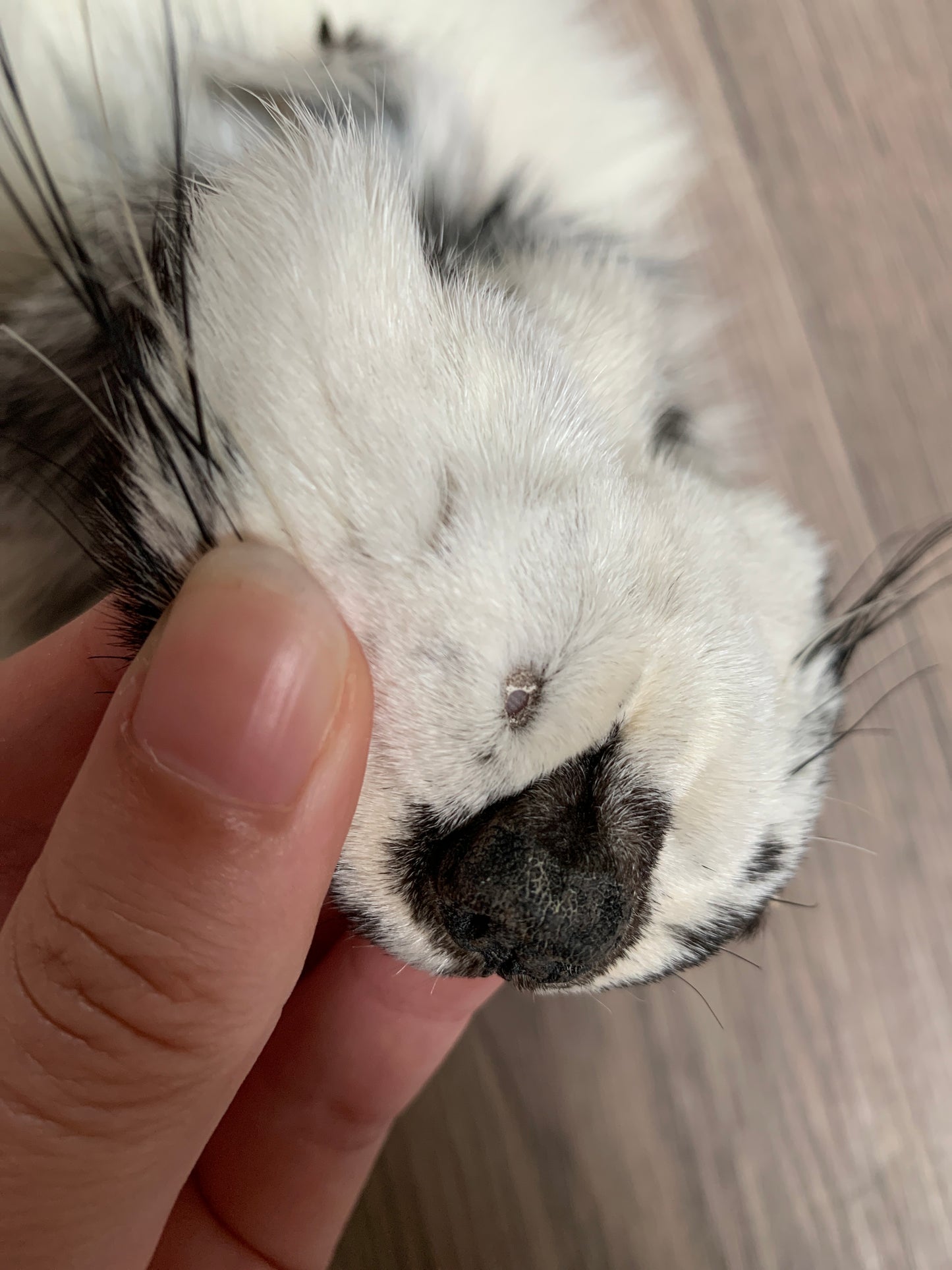 Arctic Marble fox pelt (11)