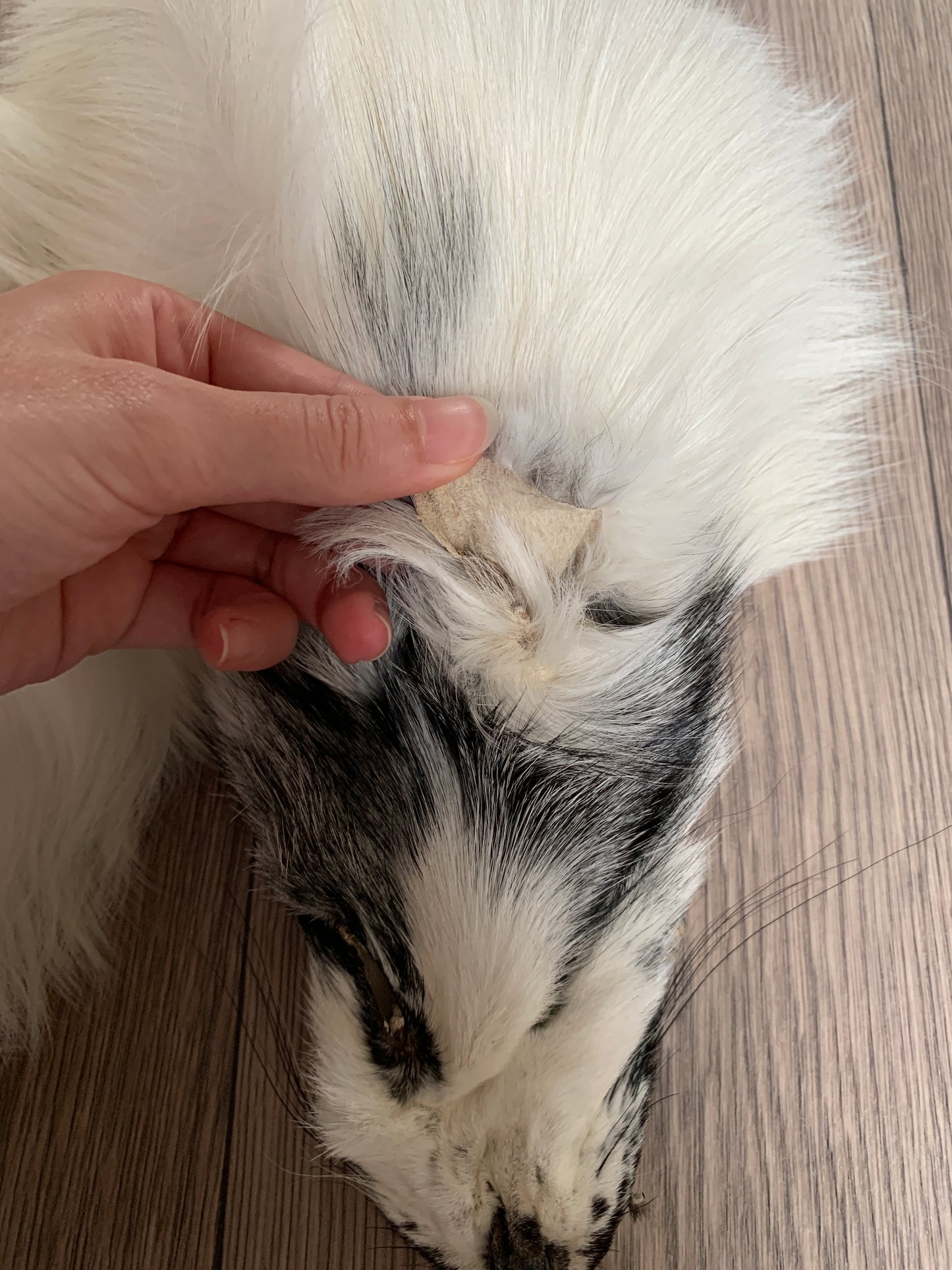 Arctic Marble fox pelt (11)