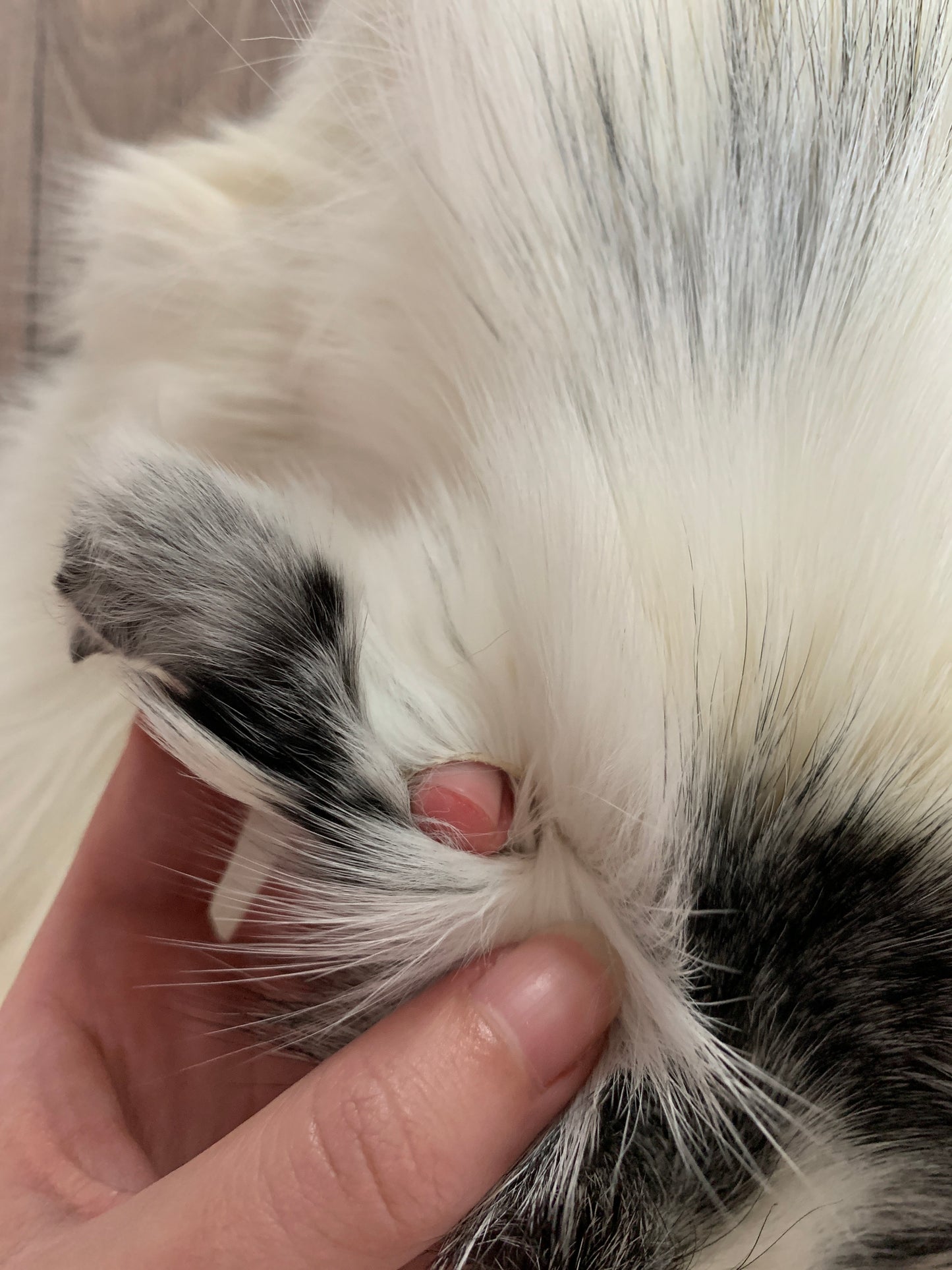 Arctic Marble fox pelt (11)