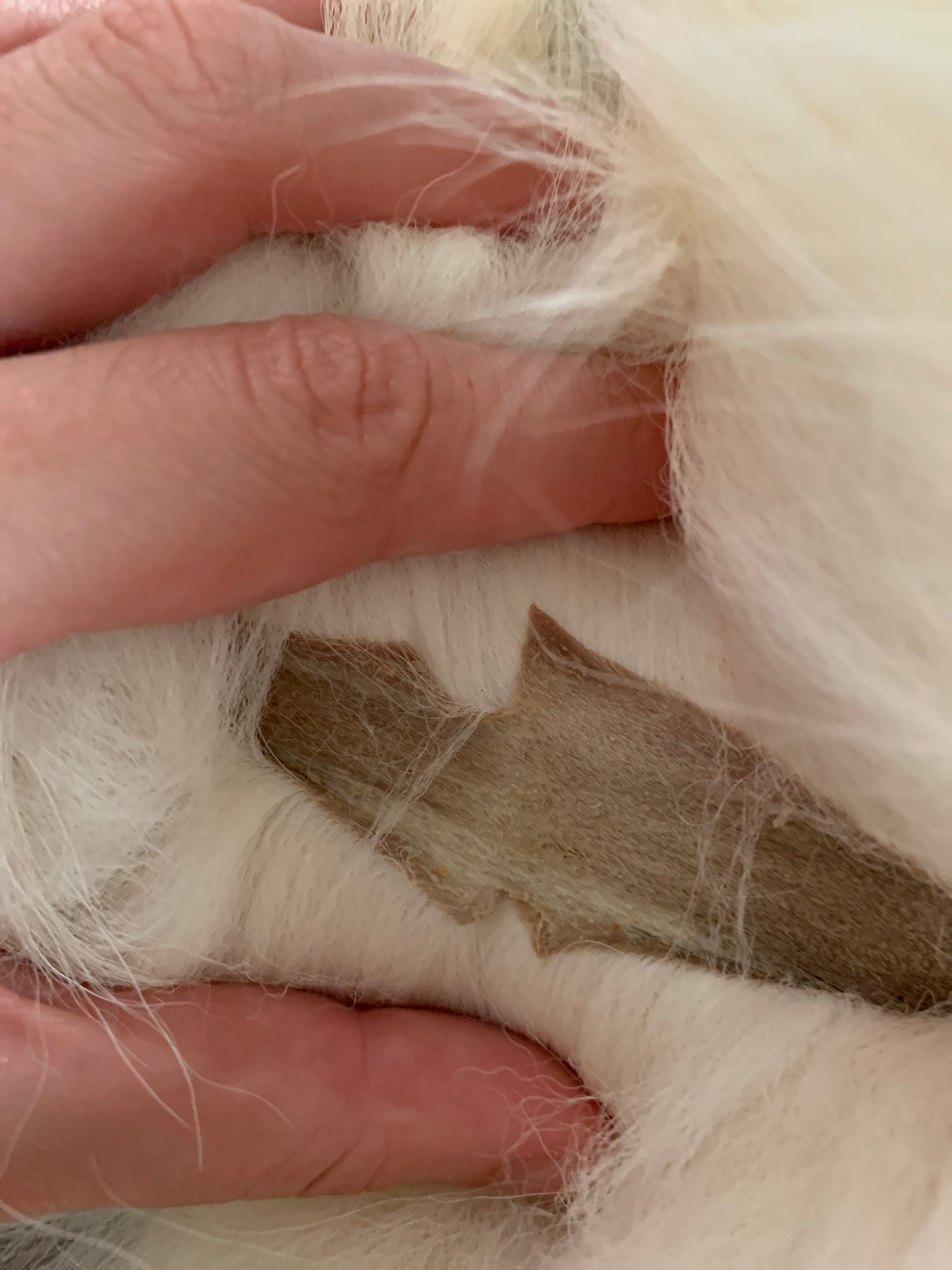 Arctic Marble fox pelt (11)