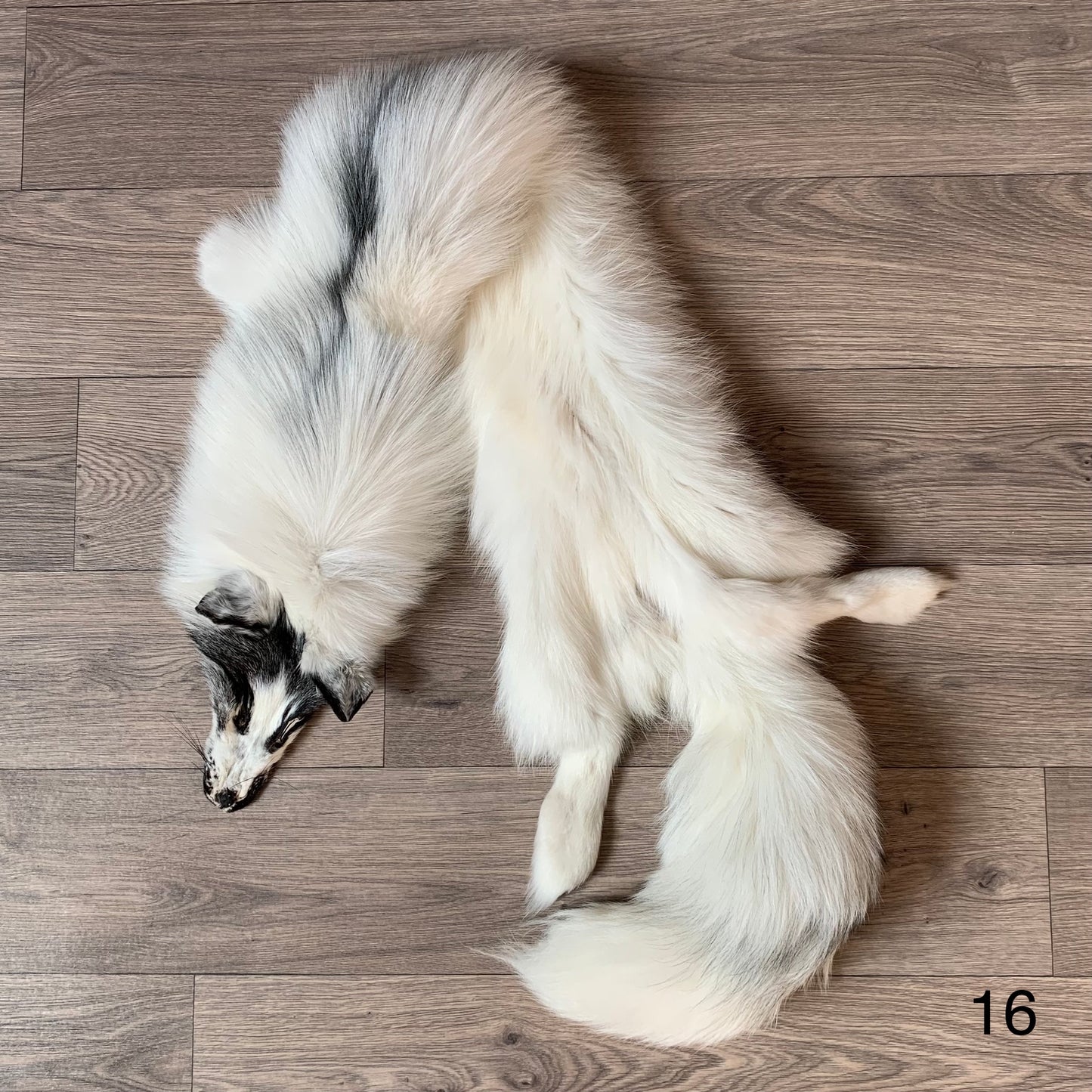 Arctic Marble fox pelt (16)