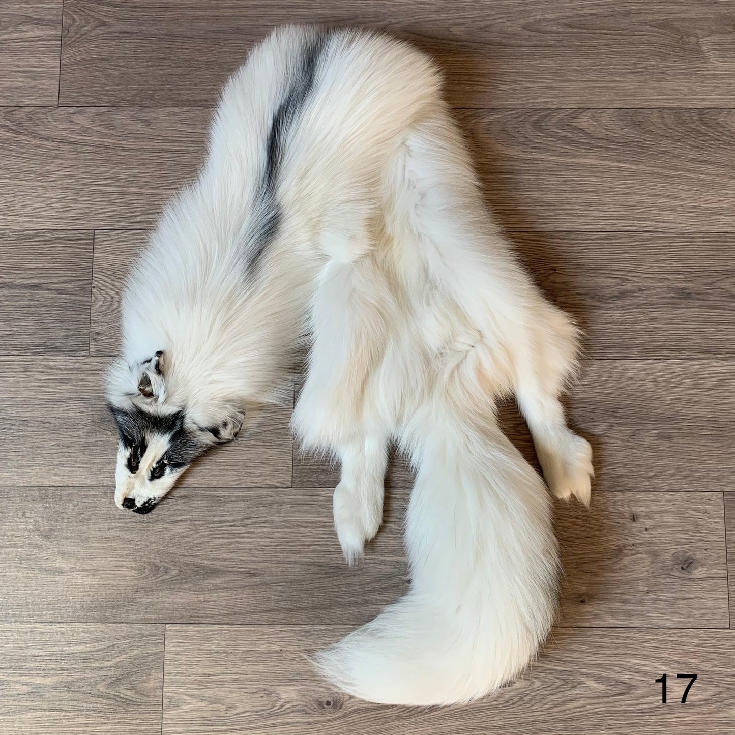 Arctic Marble fox pelt (17)