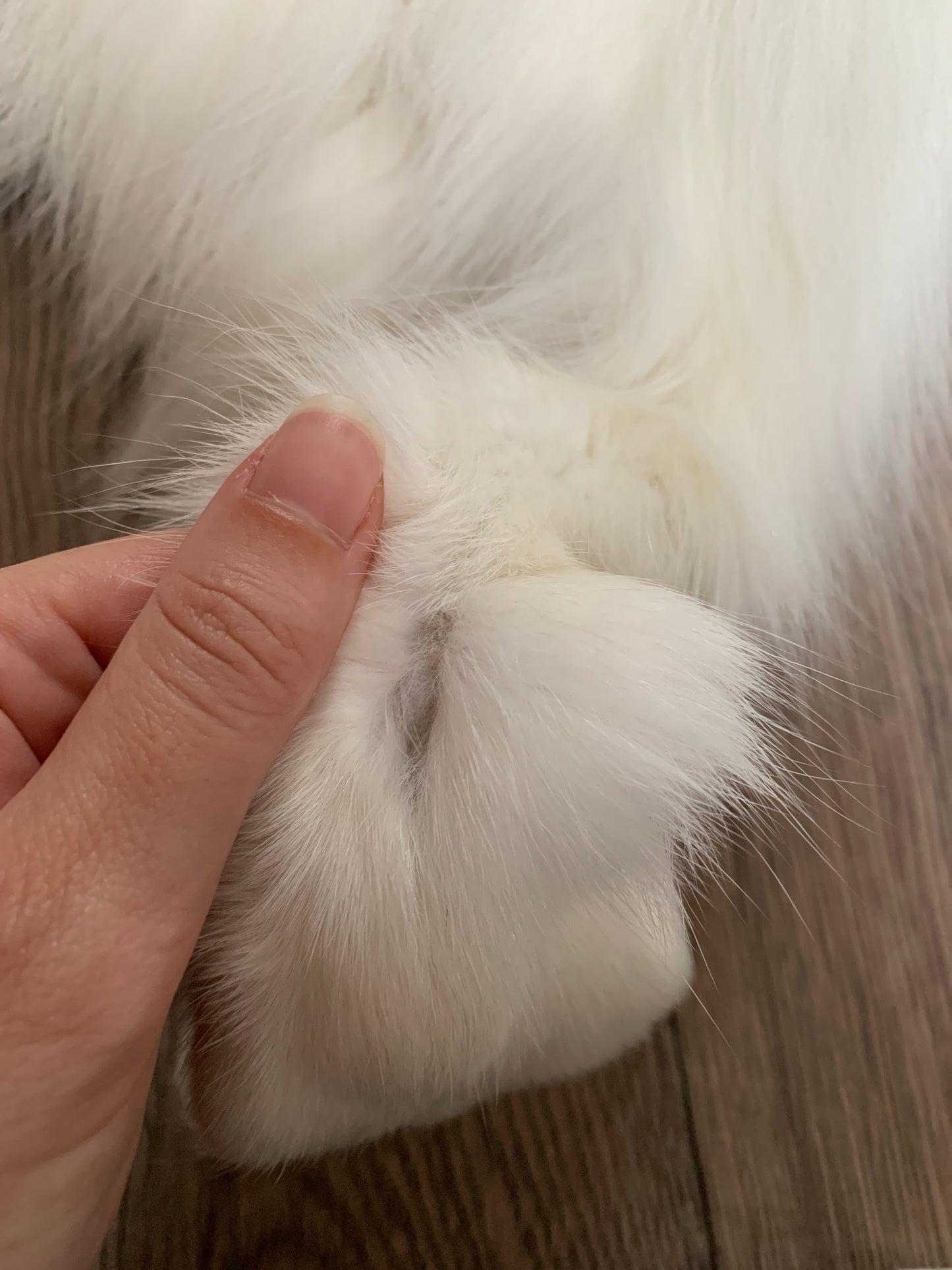 Arctic Marble fox pelt (17)