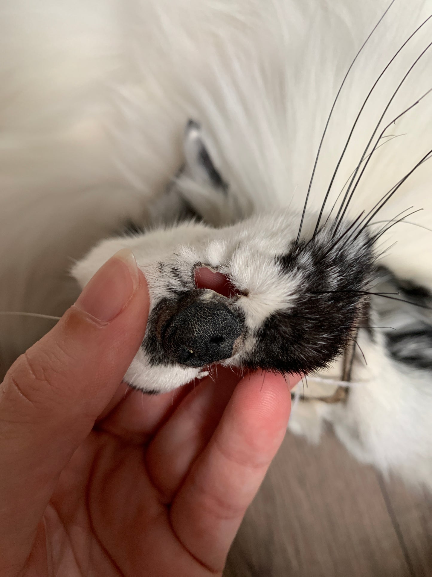 Arctic Marble fox pelt (17)