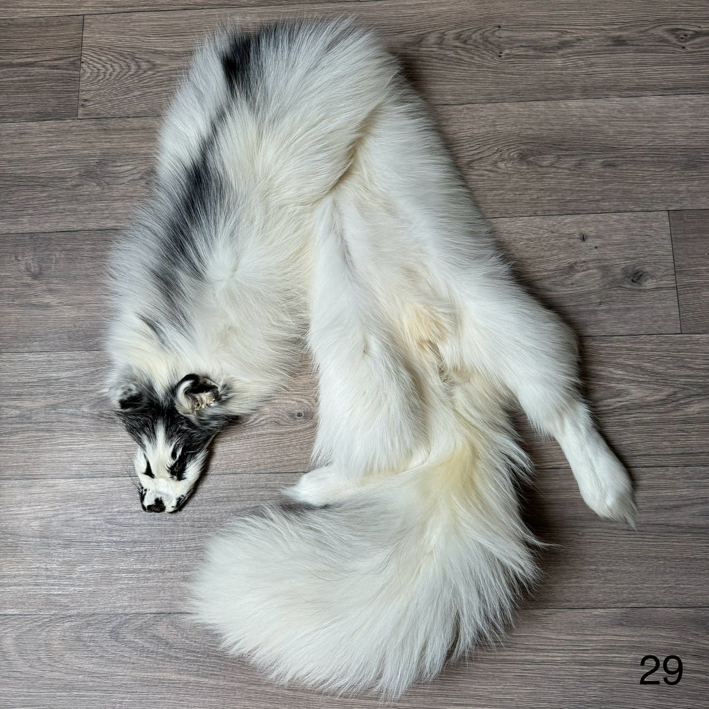 Arctic Marble fox pelt (29)