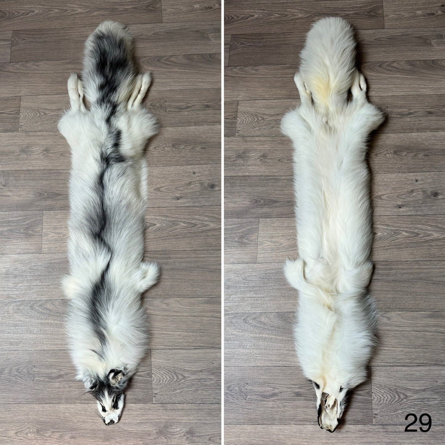 Arctic Marble fox pelt (29)