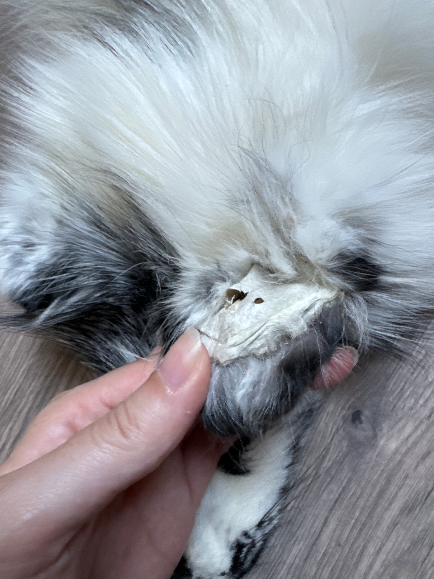 Arctic Marble fox pelt (29)