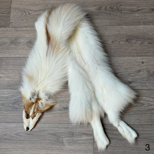 Sun Glow fox pelt (3)