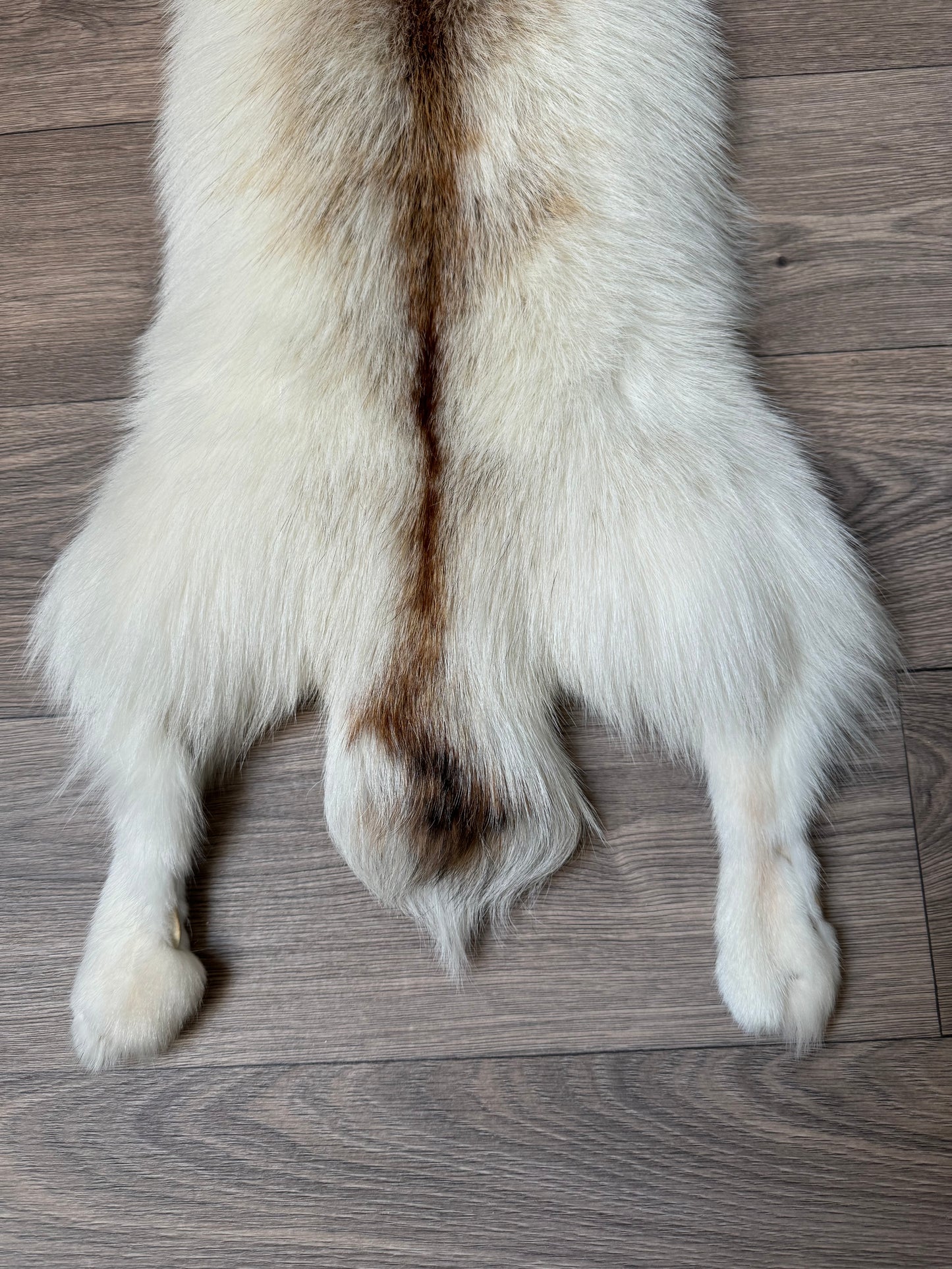 Sun Glow fox pelt (6)