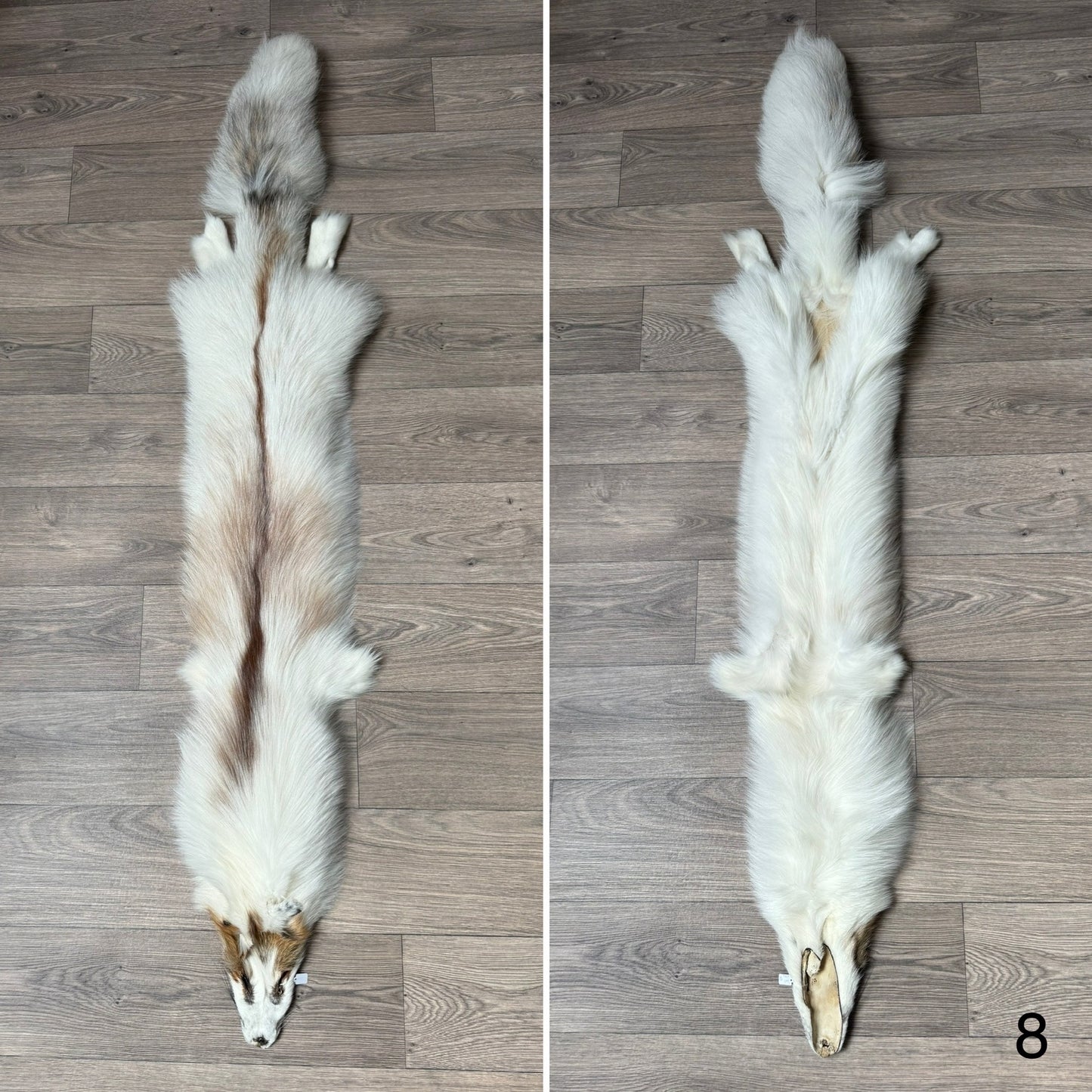 Sun Glow fox pelt (8)