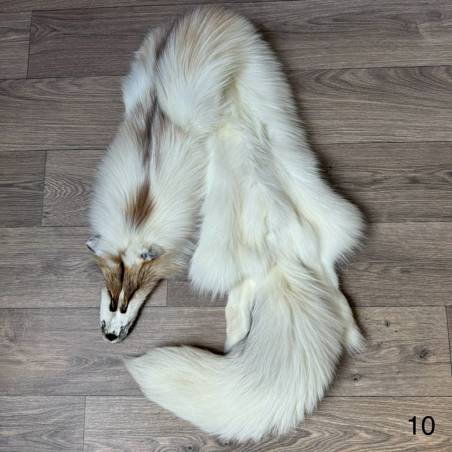 Sun Glow fox pelt (10)