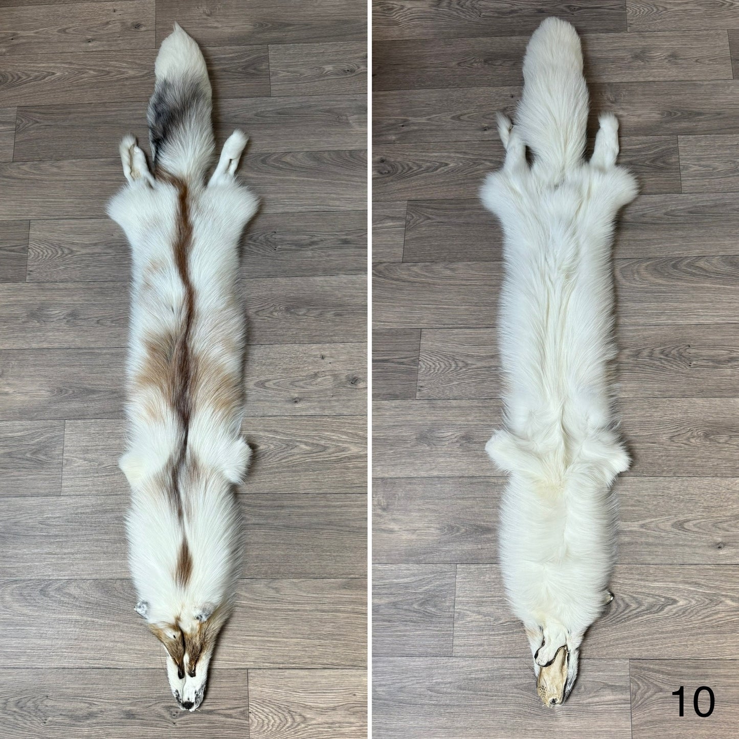 Sun Glow fox pelt (10)