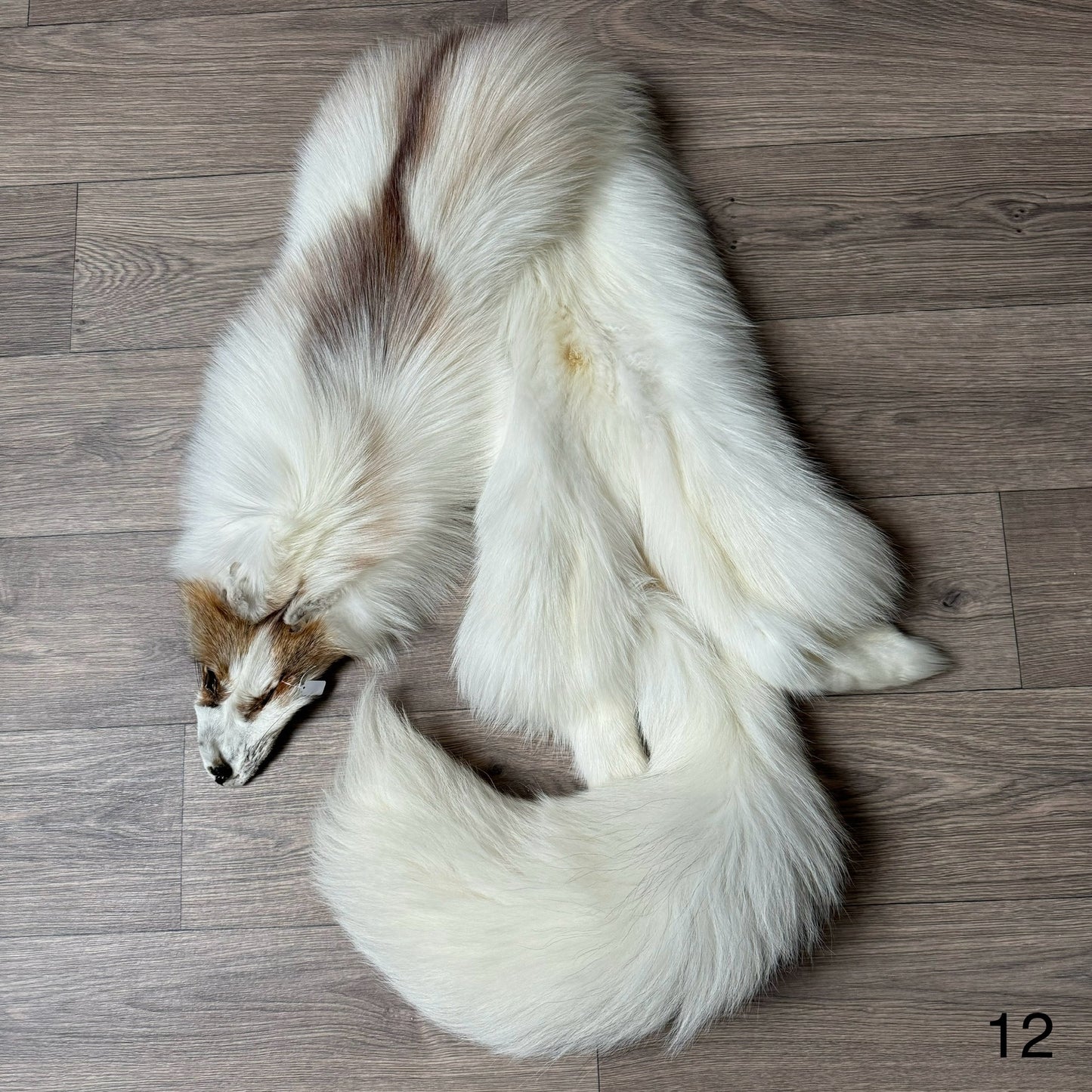 Sun Glow fox pelt (12)