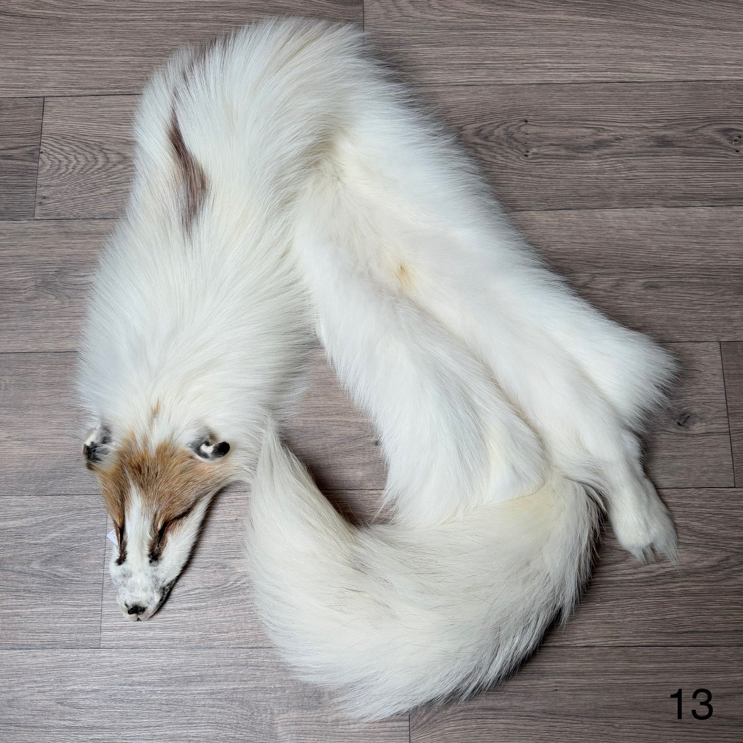 Sun Glow fox pelt (13)