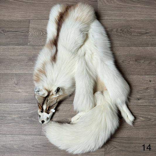 Sun Glow fox pelt (14)