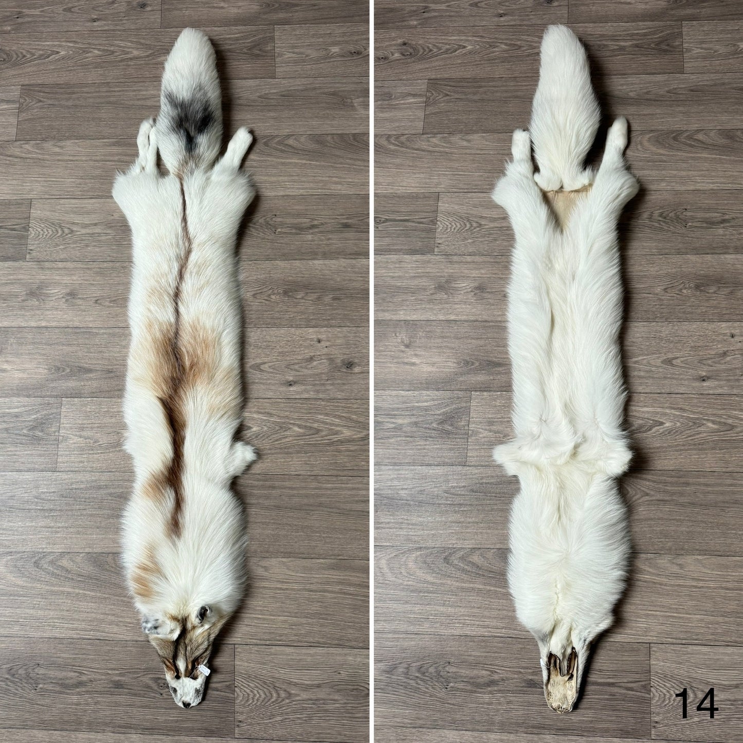 Sun Glow fox pelt (14)