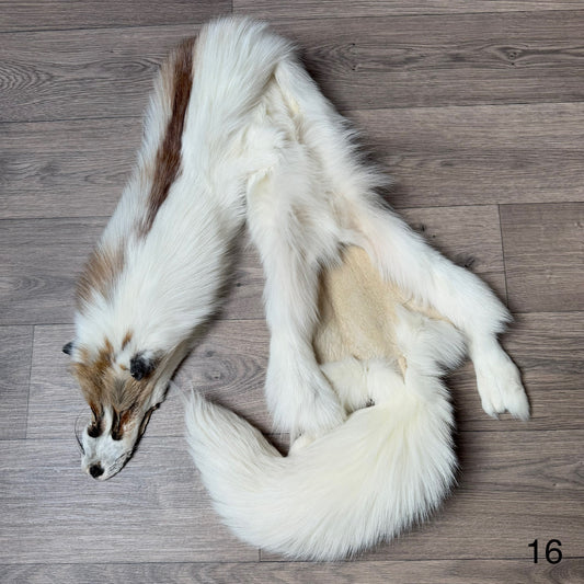 Sun Glow fox pelt (16)