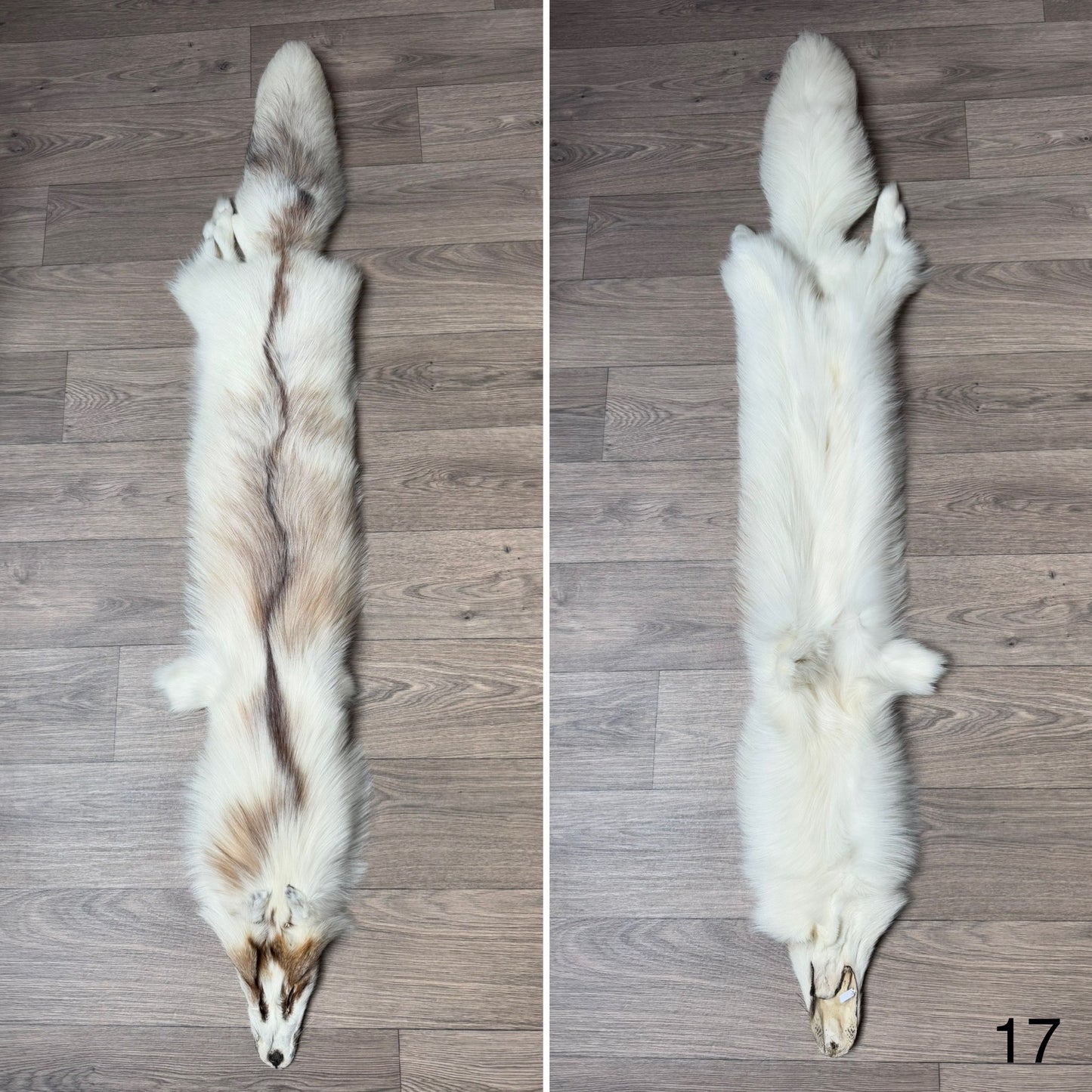 Sun Glow fox pelt (17)