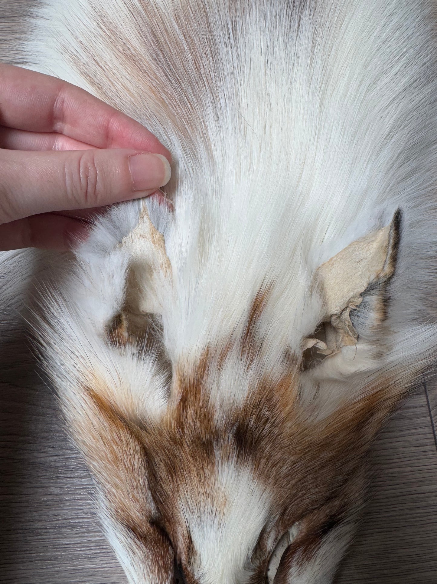 Sun Glow fox pelt (17)