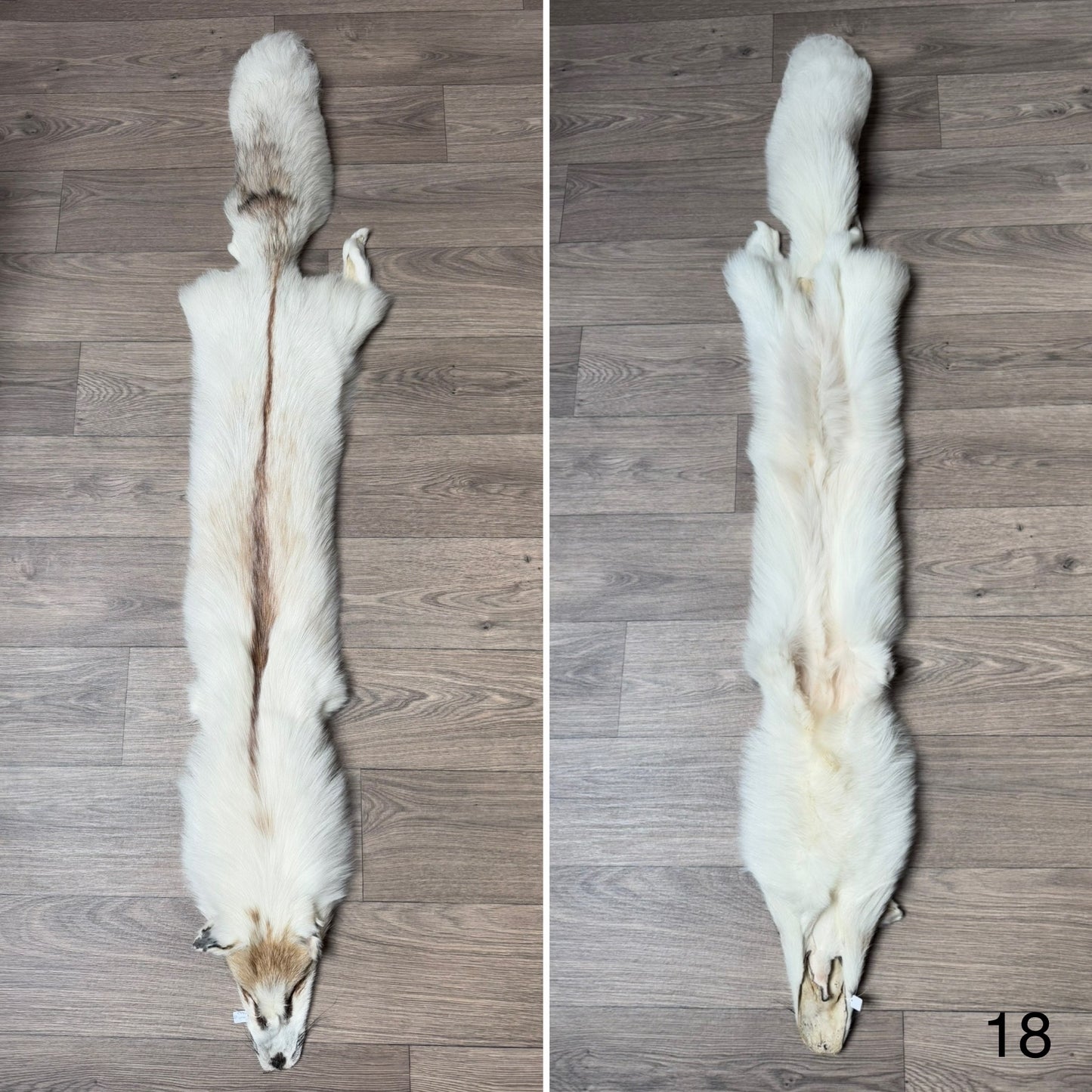 Sun Glow fox pelt (18)