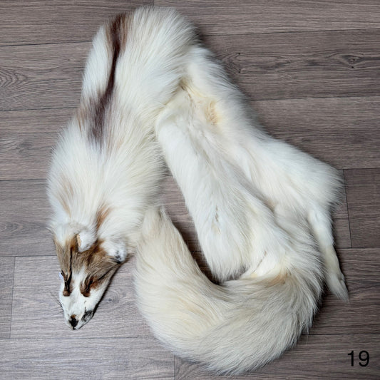 Sun Glow fox pelt (19)