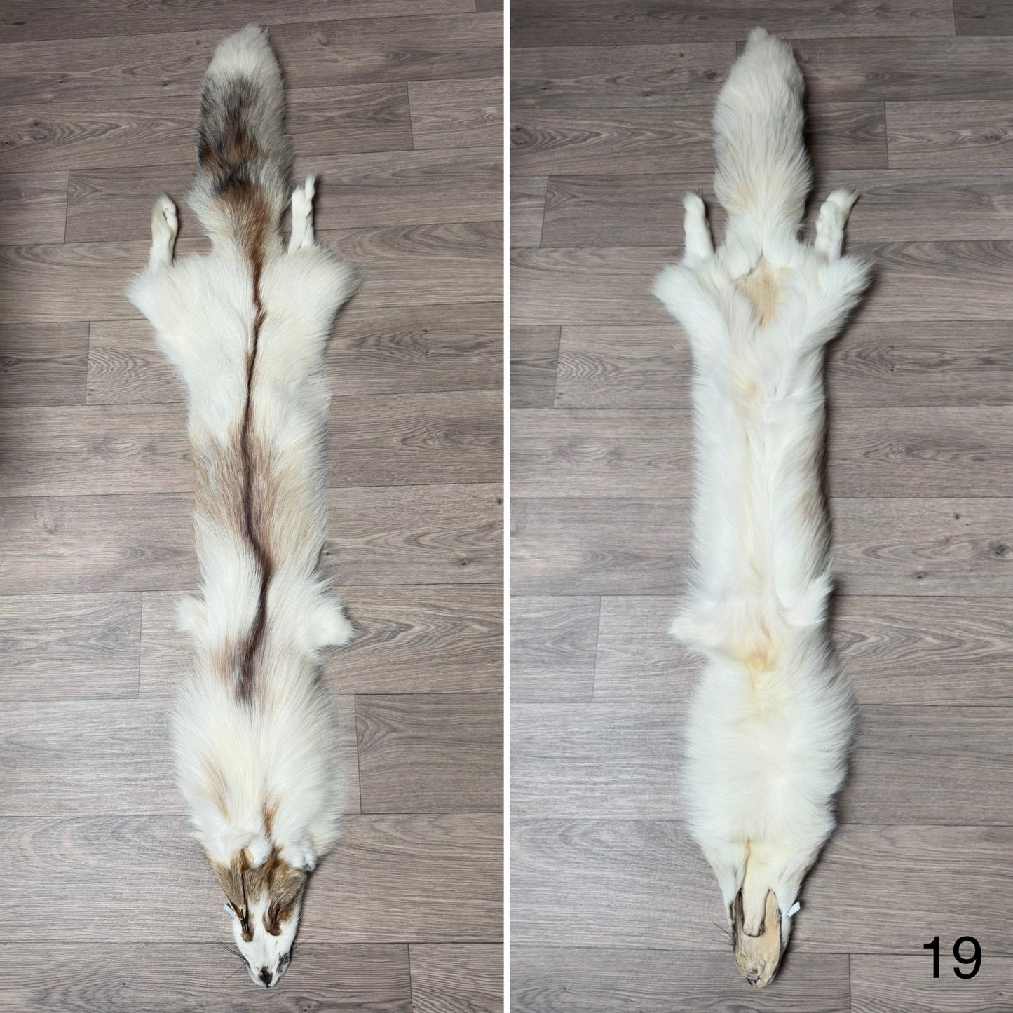 Sun Glow fox pelt (19)