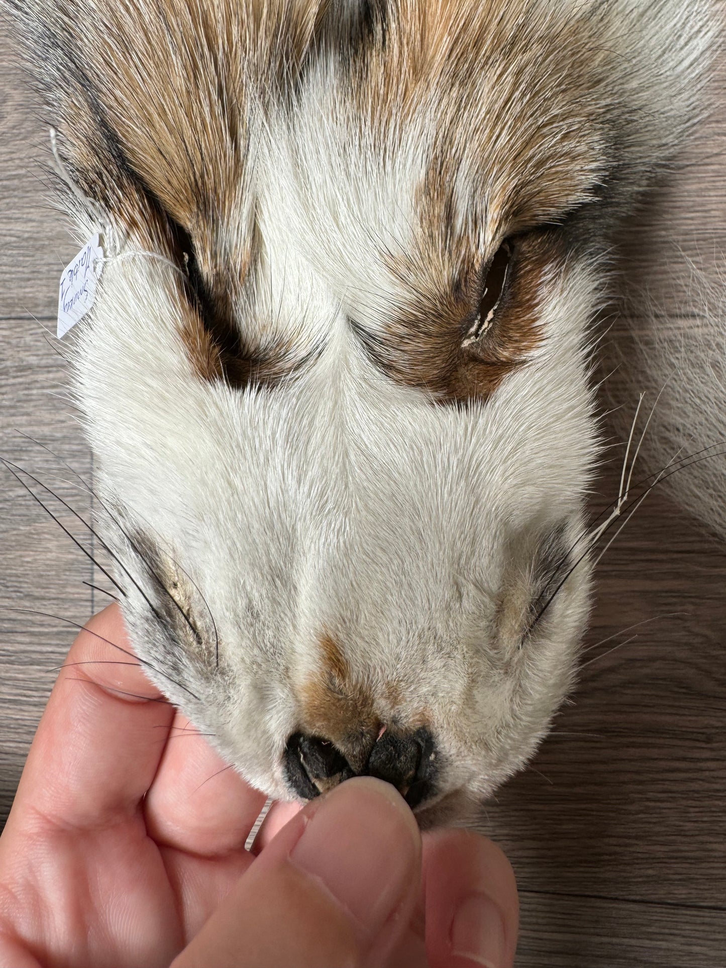 Smokey Marble fox pelt (1)