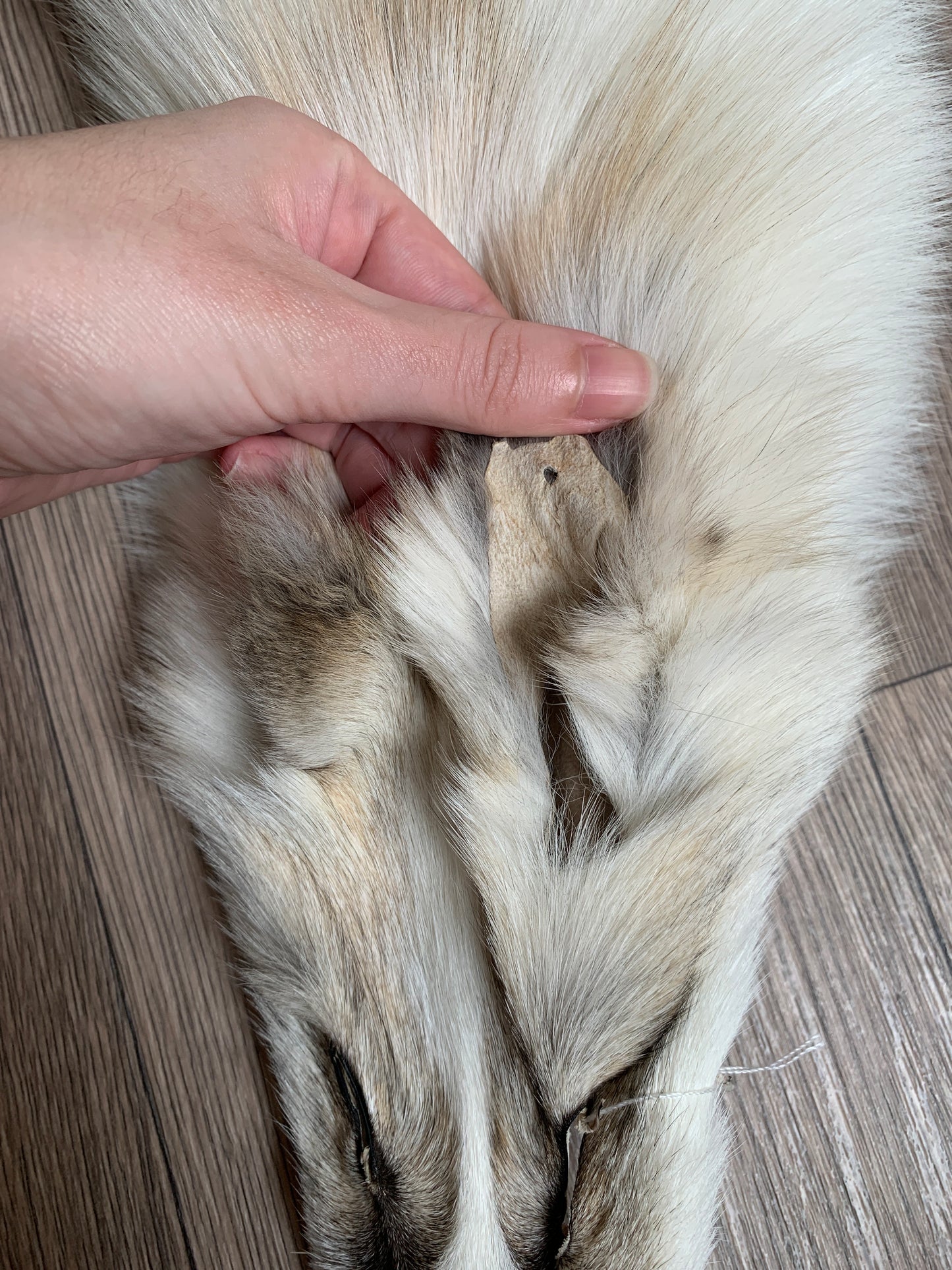 Shadow Golden Island fox pelt (3)