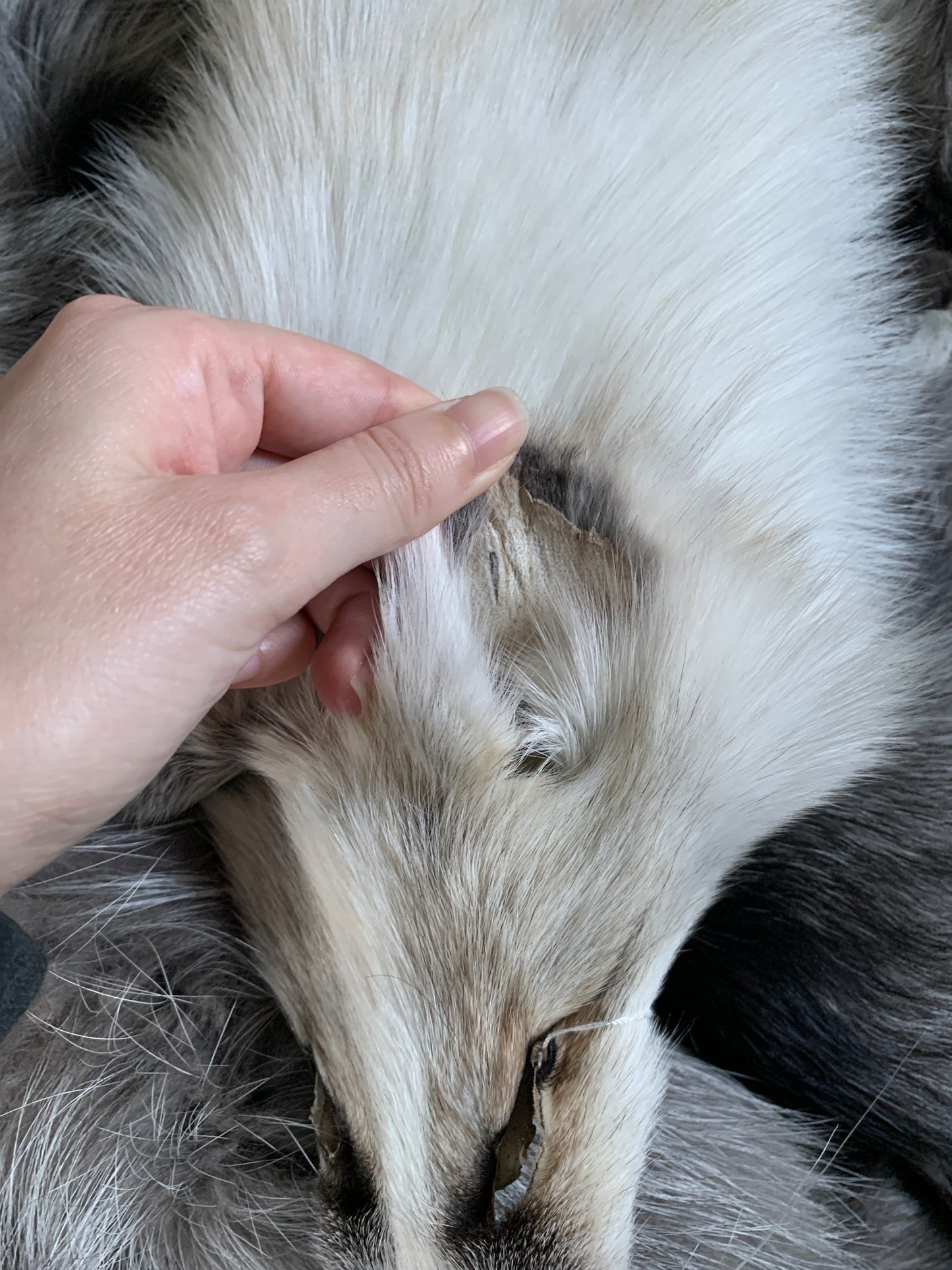 Shadow Golden Island fox pelt (10)