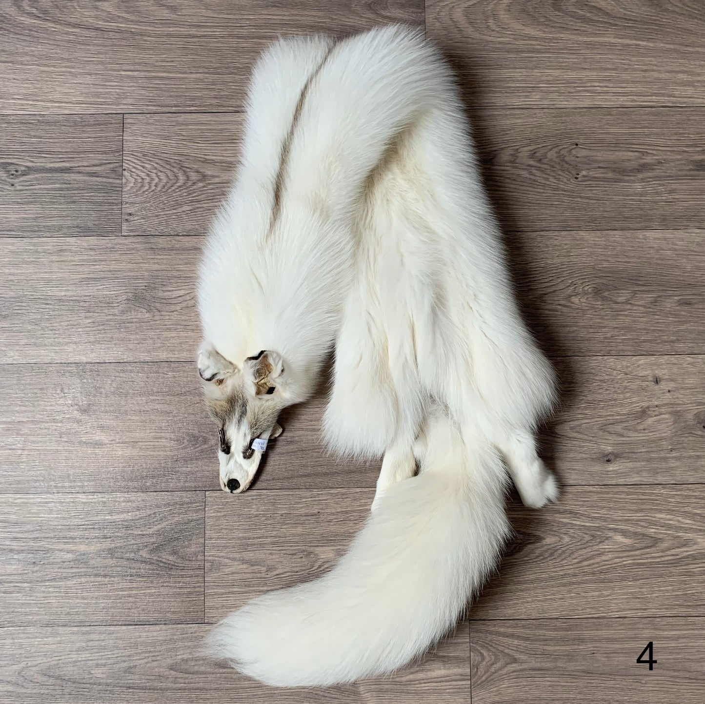 Arctic Golden Island fox pelt (4)