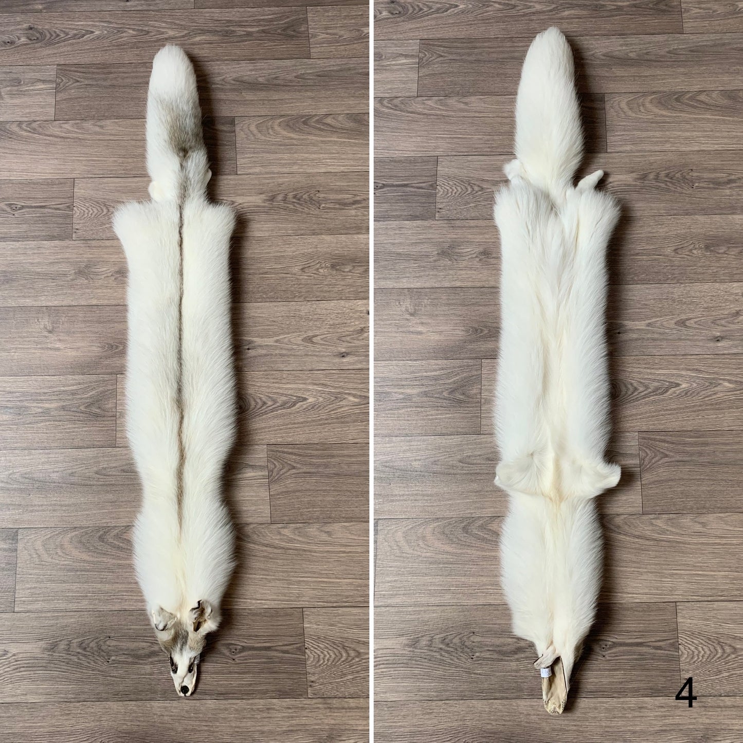 Arctic Golden Island fox pelt (4)