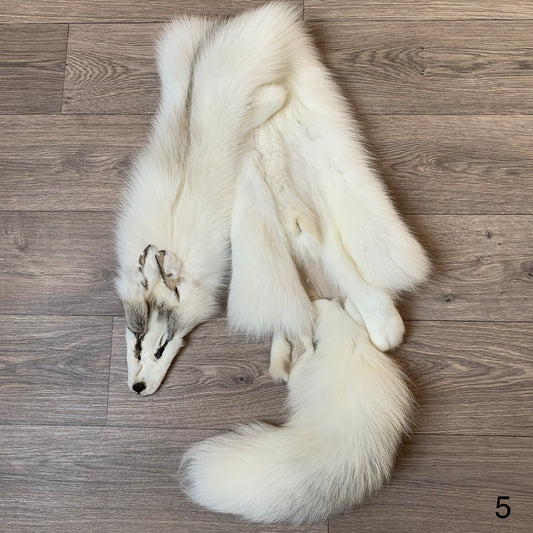 Arctic Golden Island fox pelt (5)