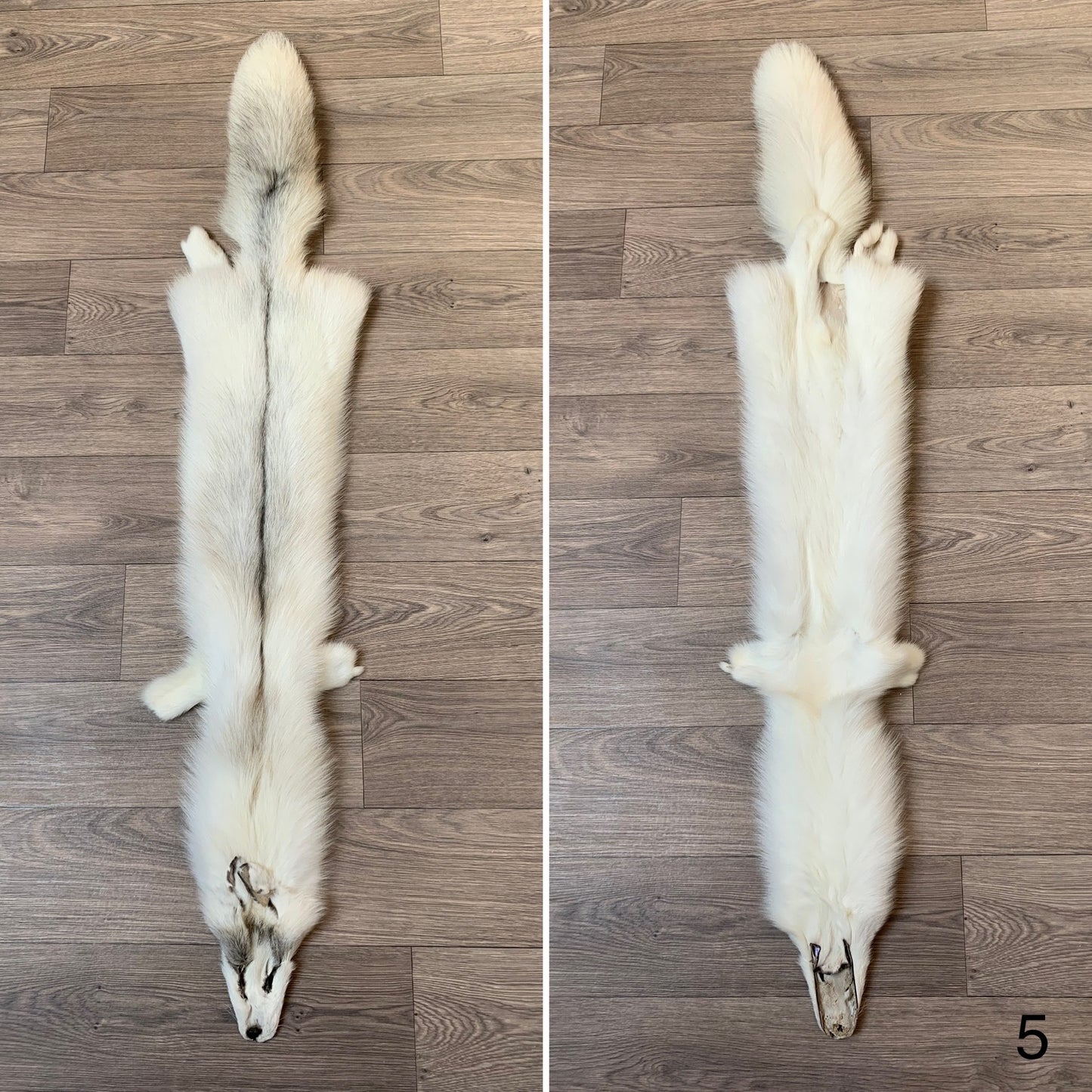 Arctic Golden Island fox pelt (5)