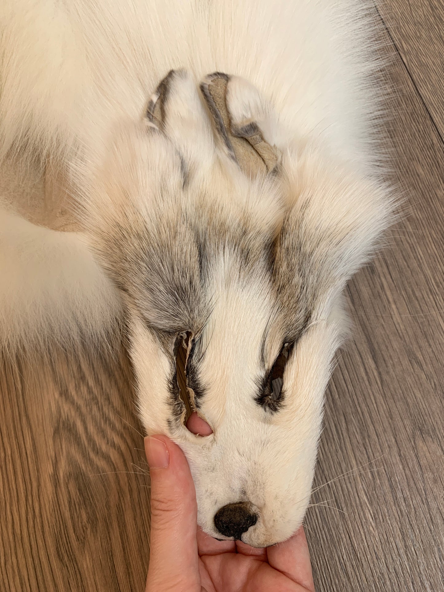 Arctic Golden Island fox pelt (5)