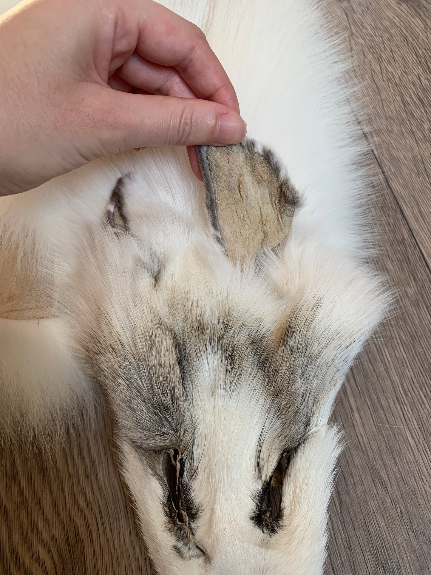 Arctic Golden Island fox pelt (5)