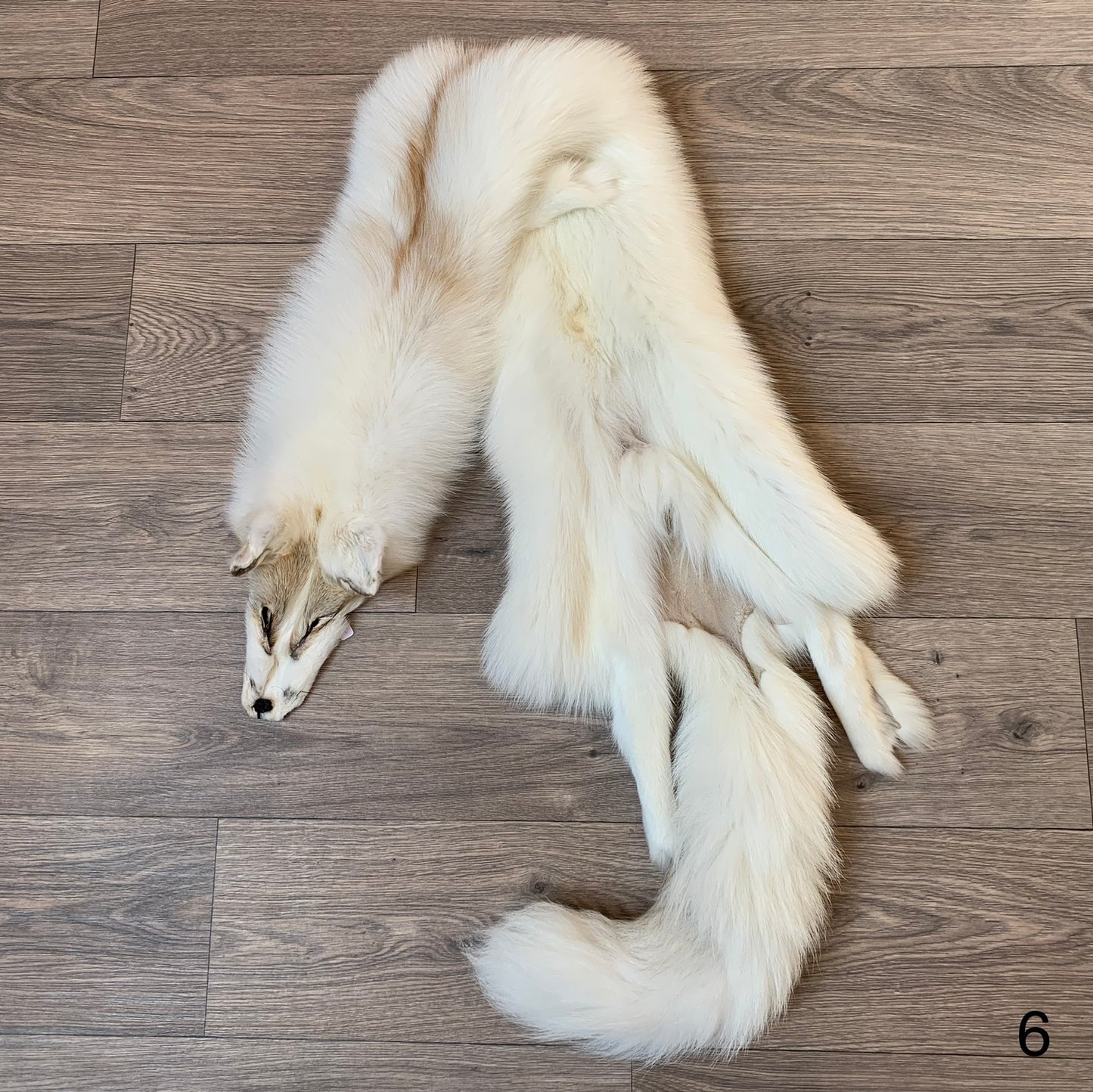 Arctic Golden Island fox pelt (6)