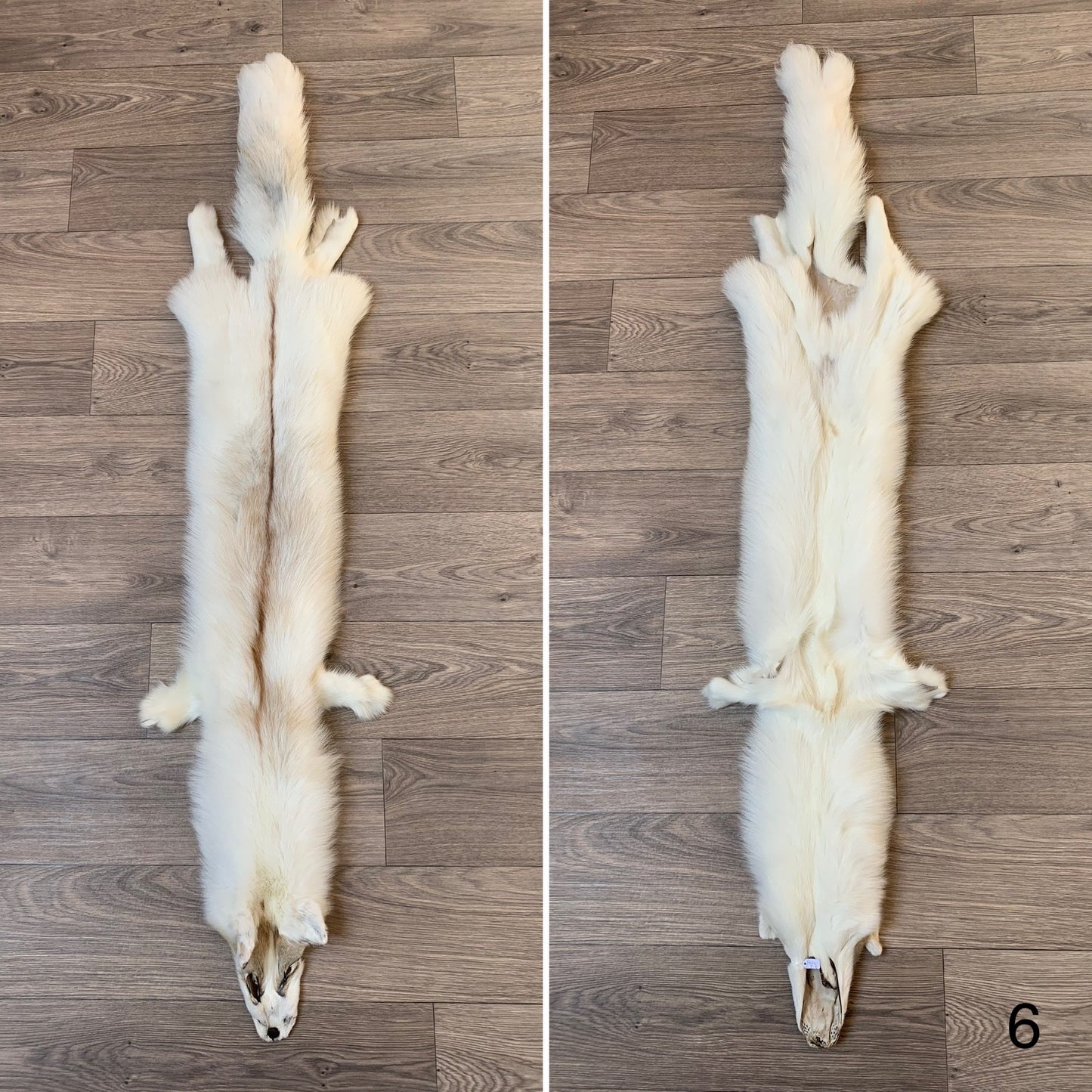 Arctic Golden Island fox pelt (6)