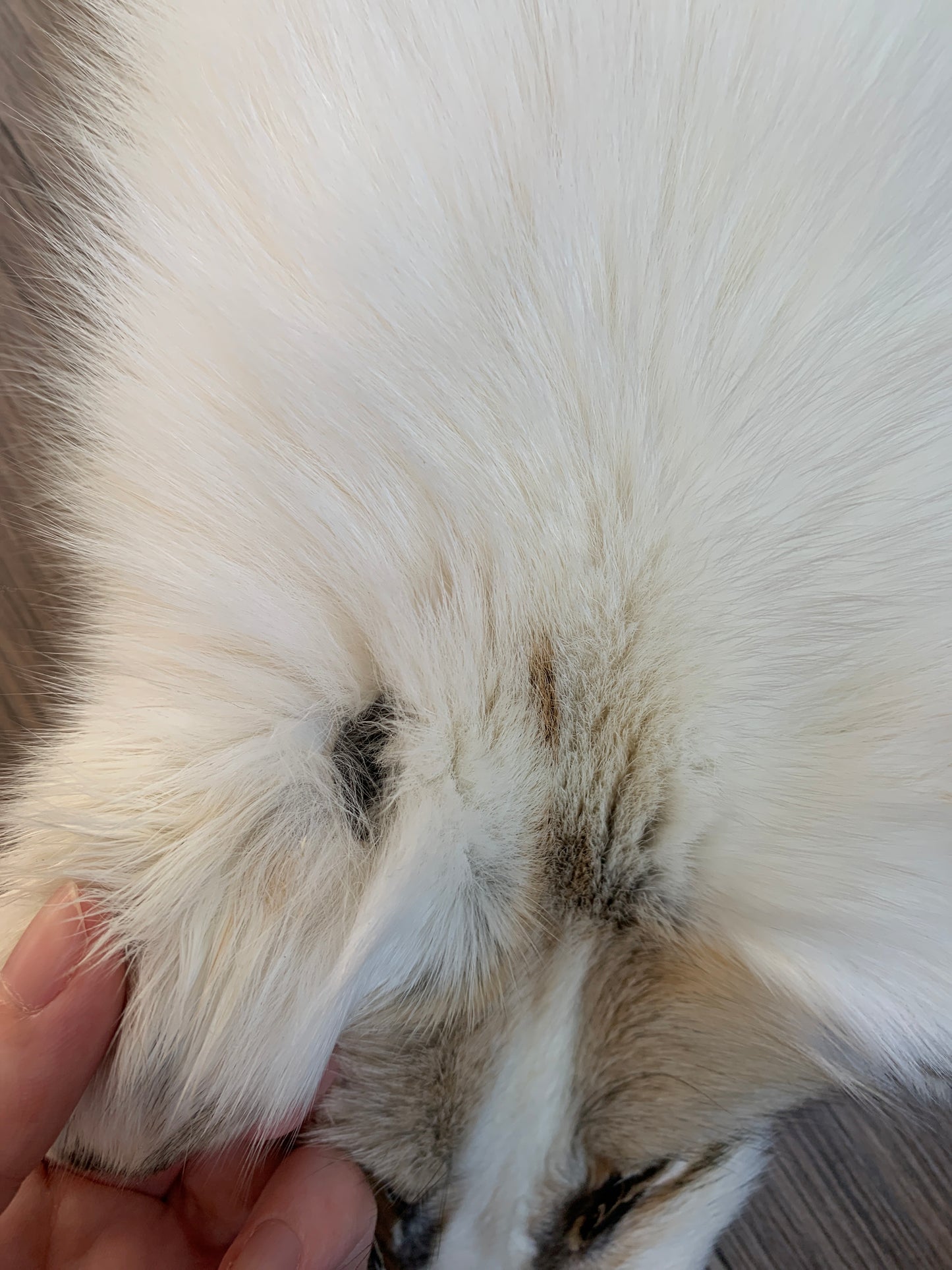 Arctic Golden Island fox pelt (6)