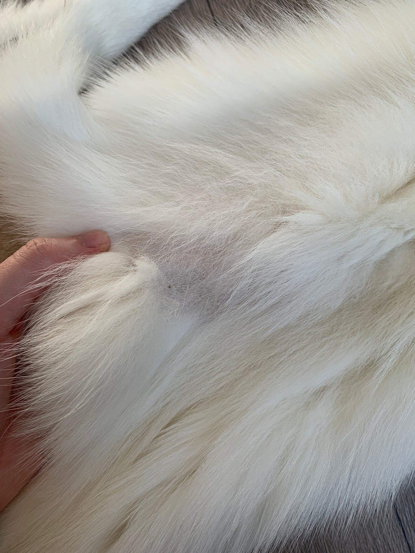 Arctic Golden Island fox pelt (6)