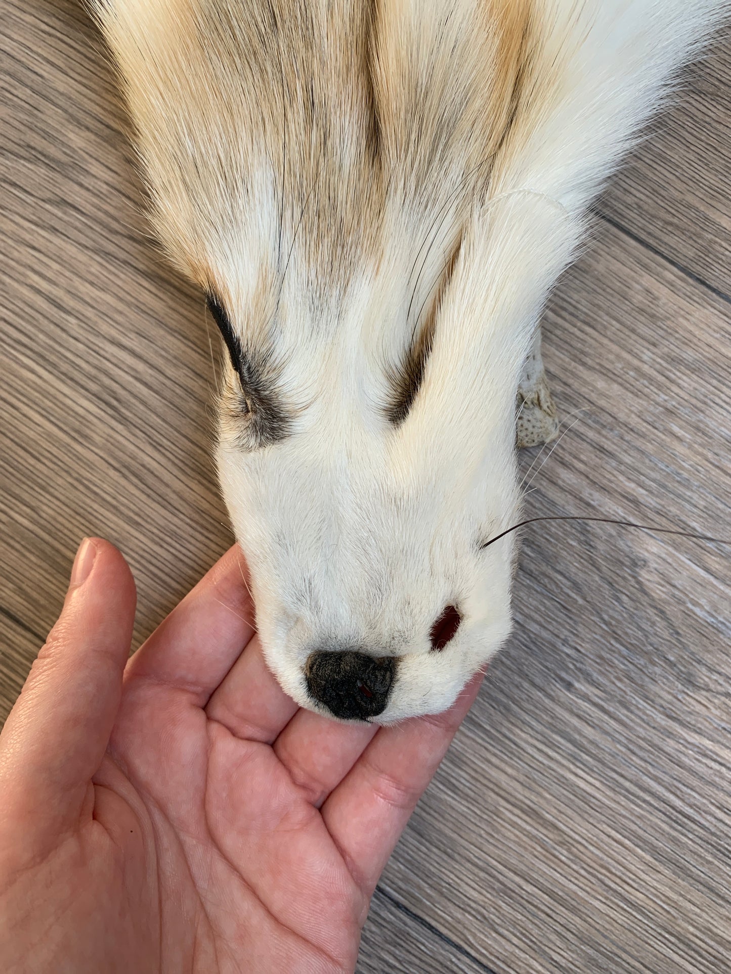 Arctic Golden Island fox pelt (10)