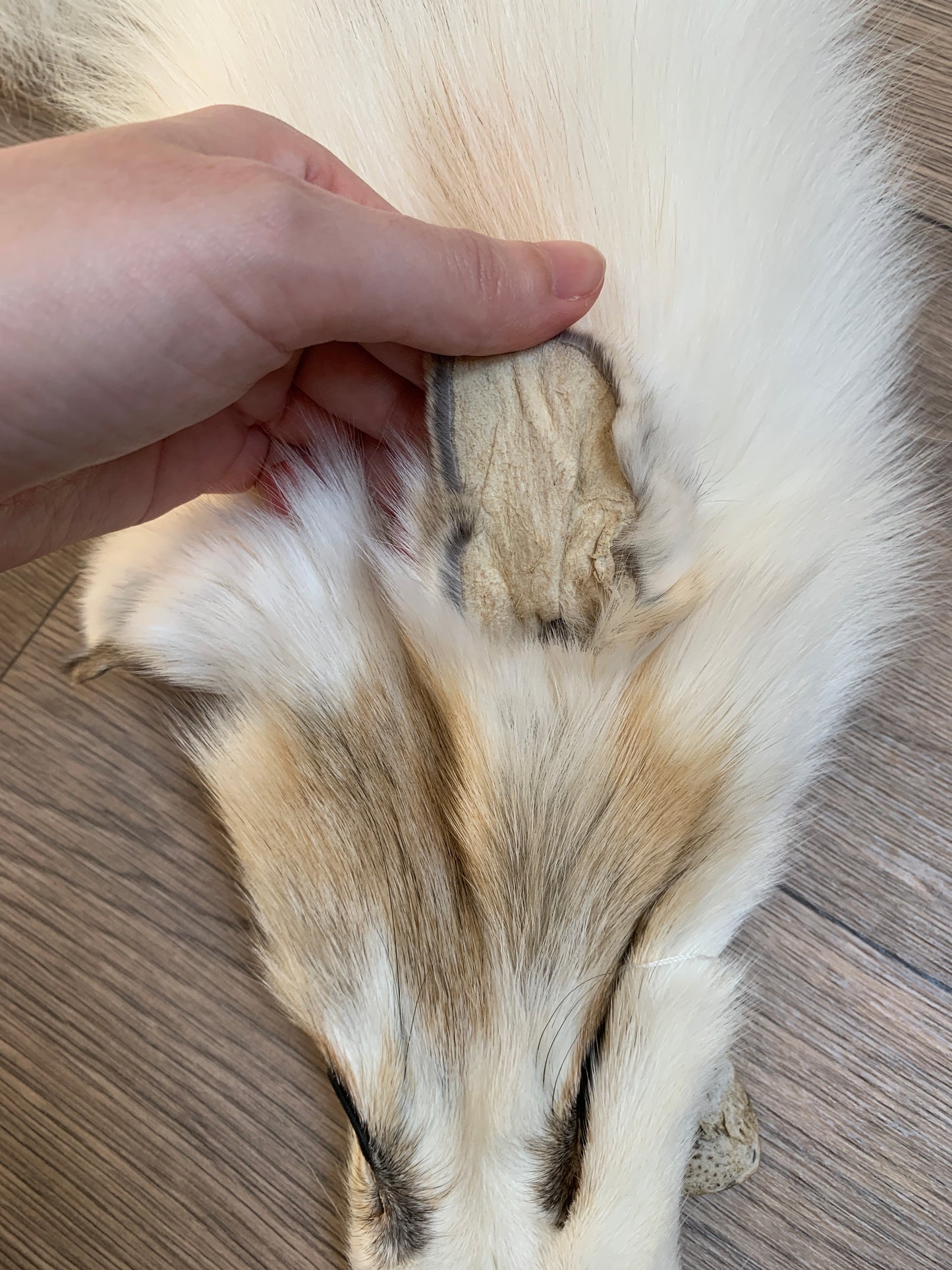 Arctic Golden Island fox pelt (10)