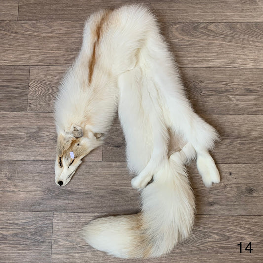 Arctic Golden Island fox pelt (14)