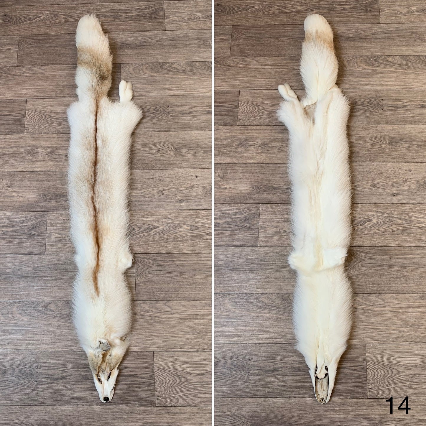 Arctic Golden Island fox pelt (14)