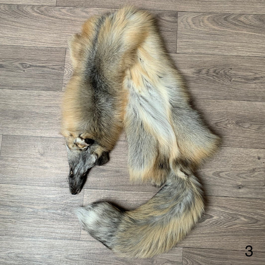 Alaska Golden Island fox pelt (3)