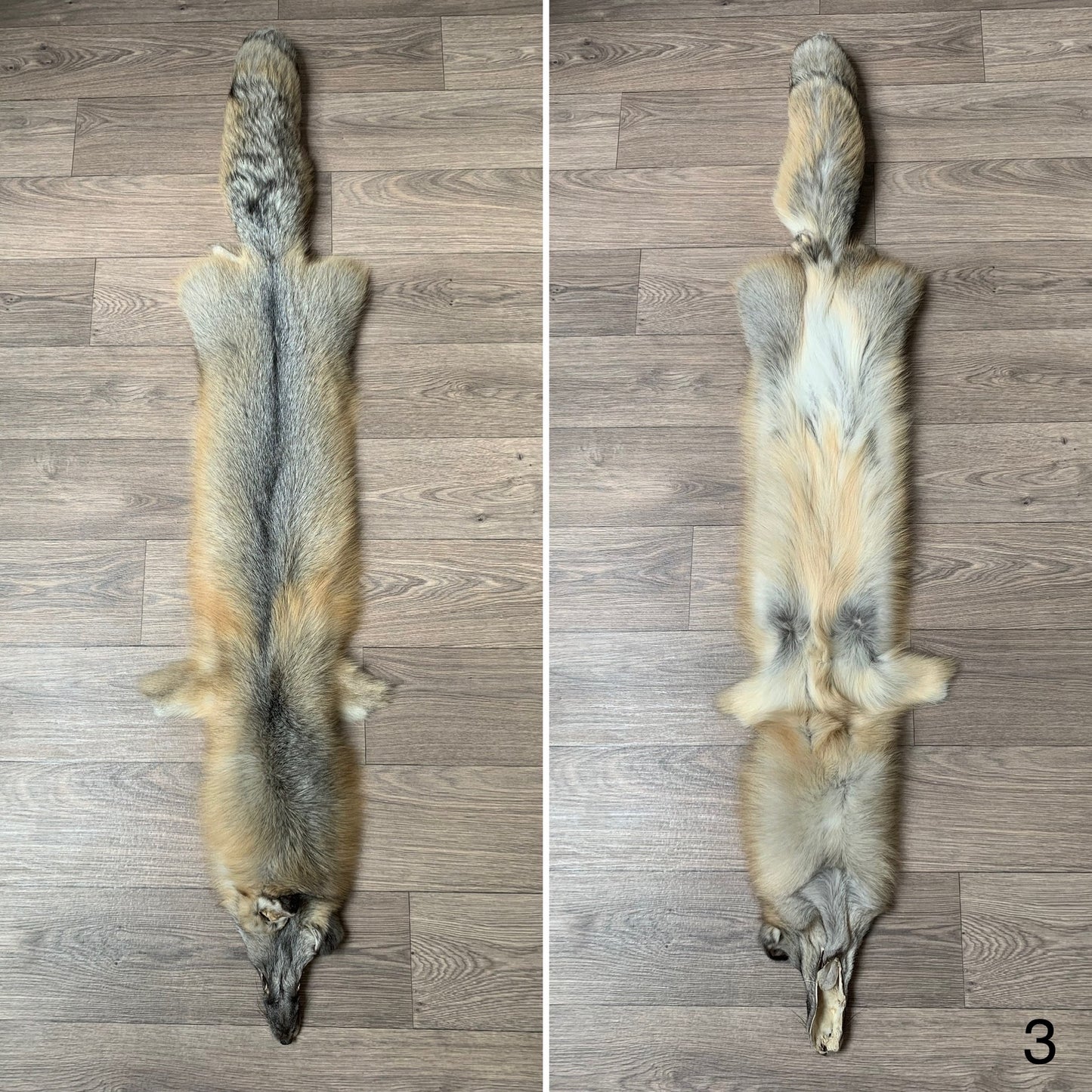 Alaska Golden Island fox pelt (3)