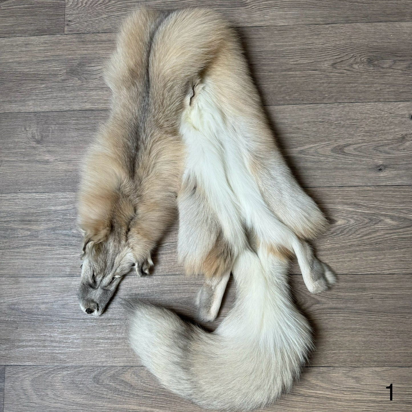 Gold Sapphire fox pelt (1)