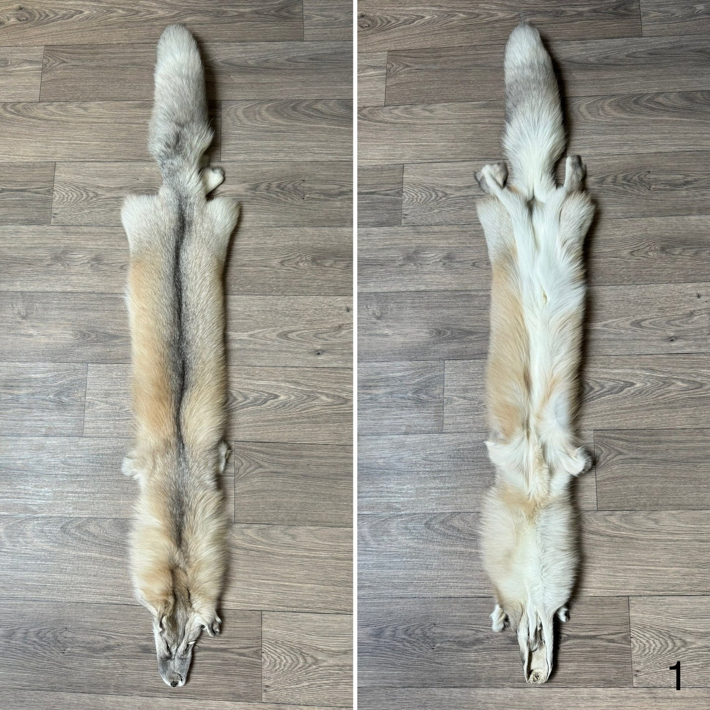 Gold Sapphire fox pelt (1)