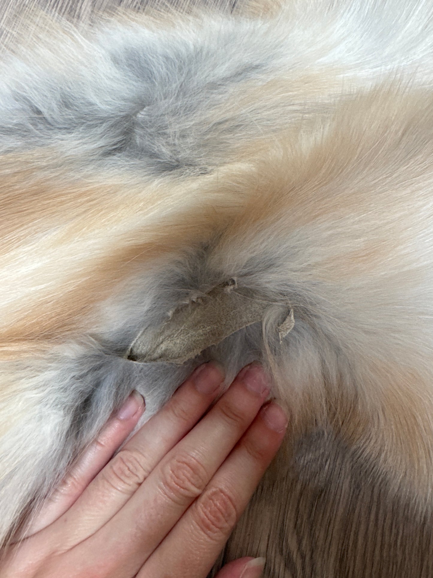 Gold Sapphire fox pelt (9)