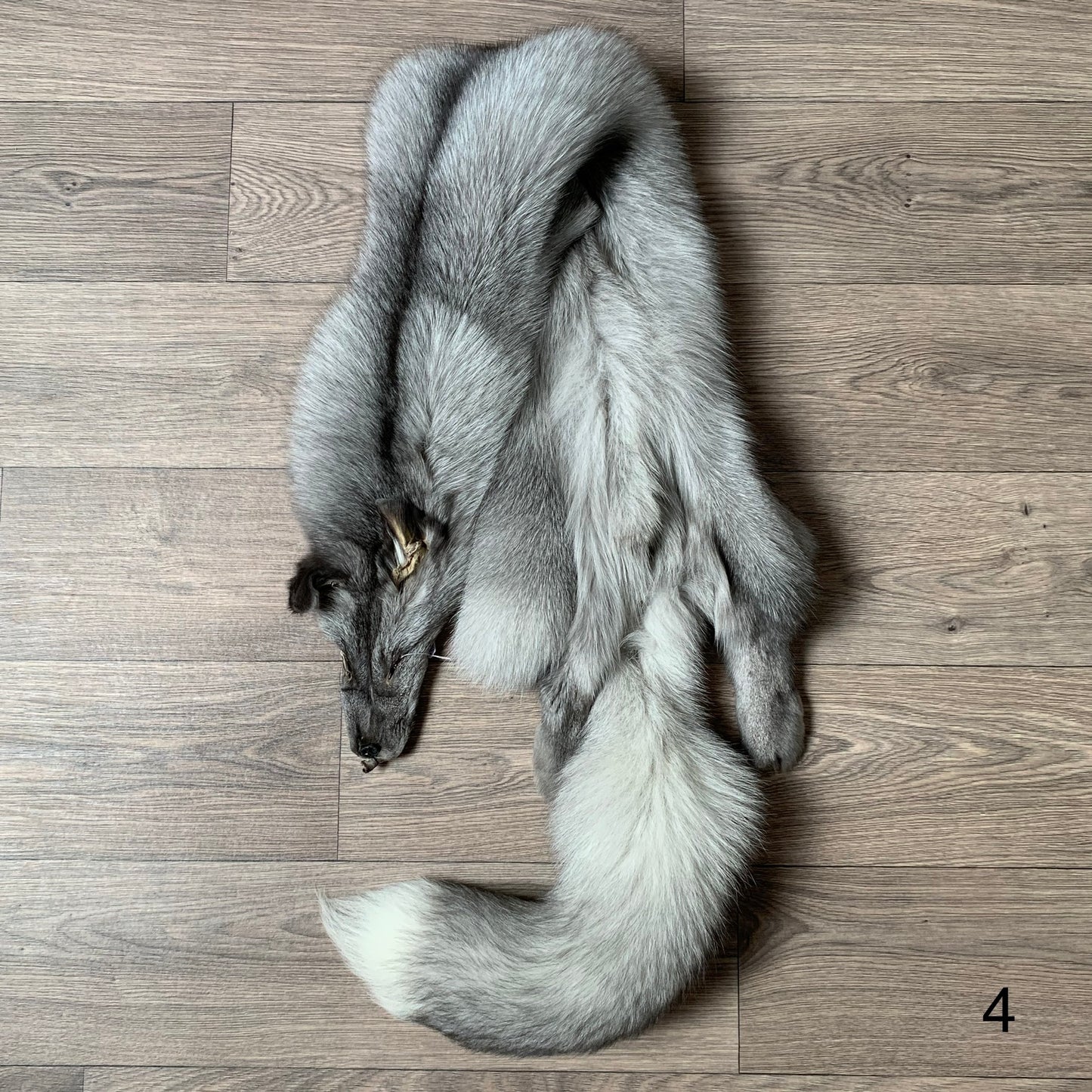 Sapphire Frost fox pelt (4)