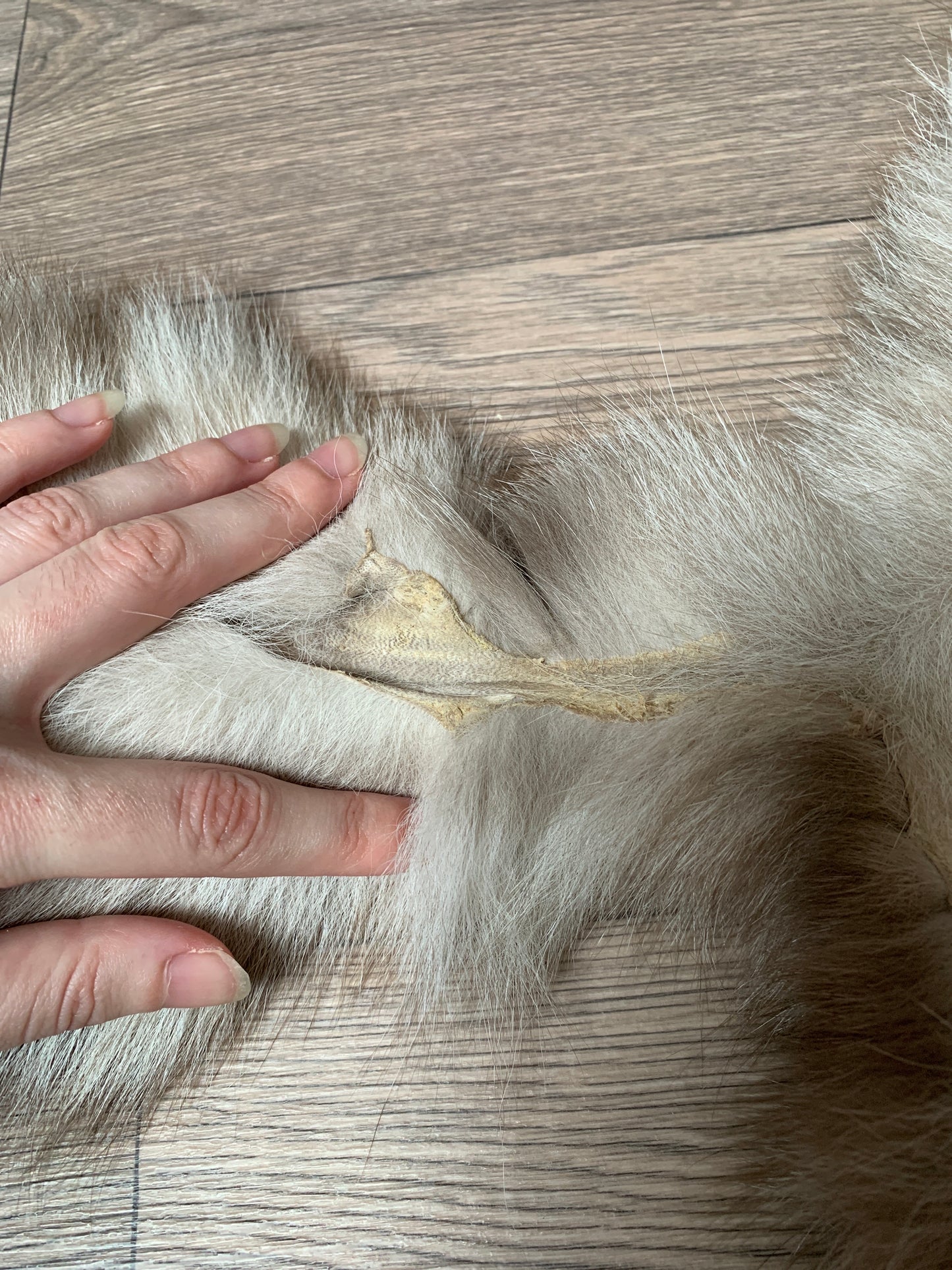 Amber Frost fox pelt (3)